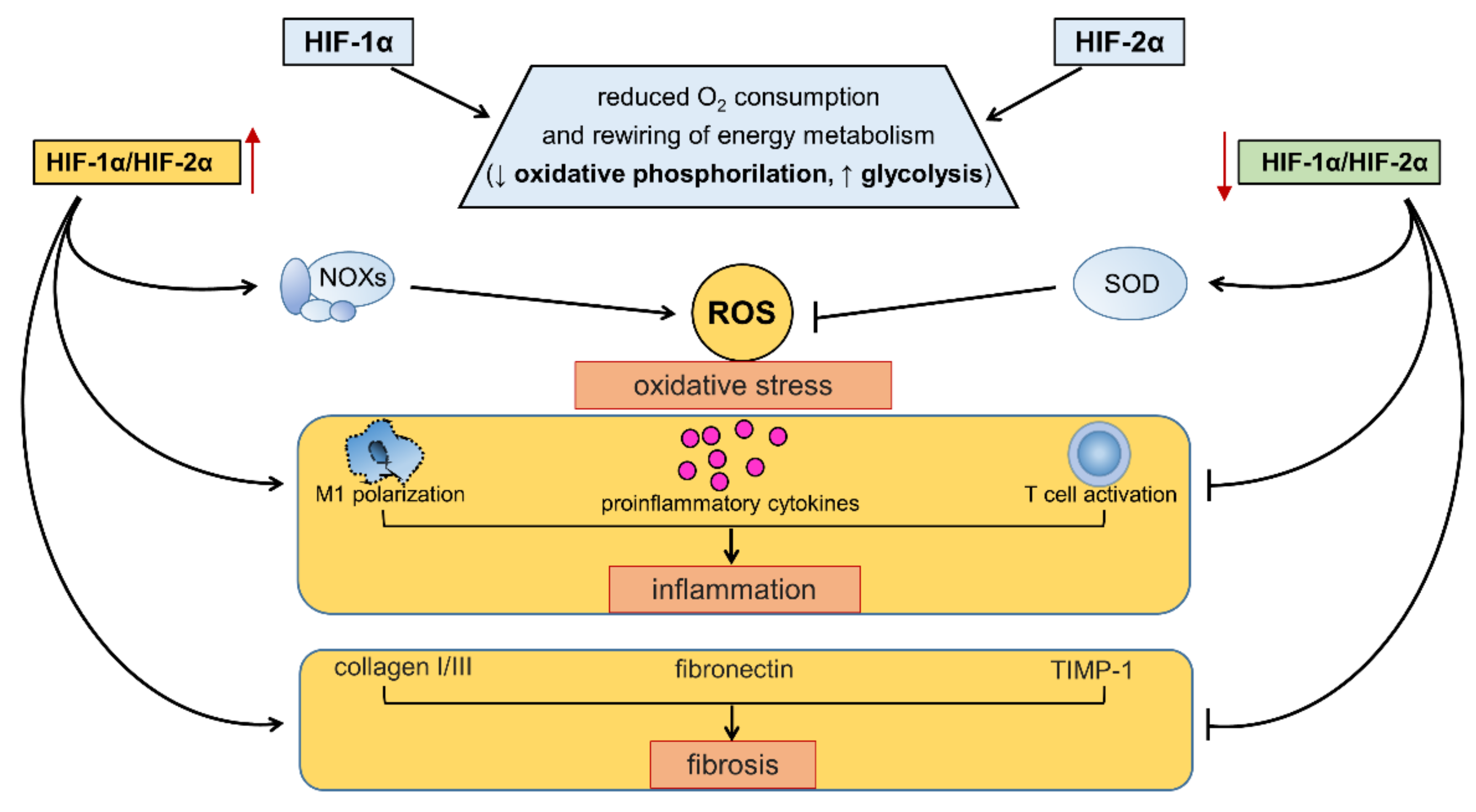 Mutual Regulation between Redox and Hypoxia-Inducible Factors in ...