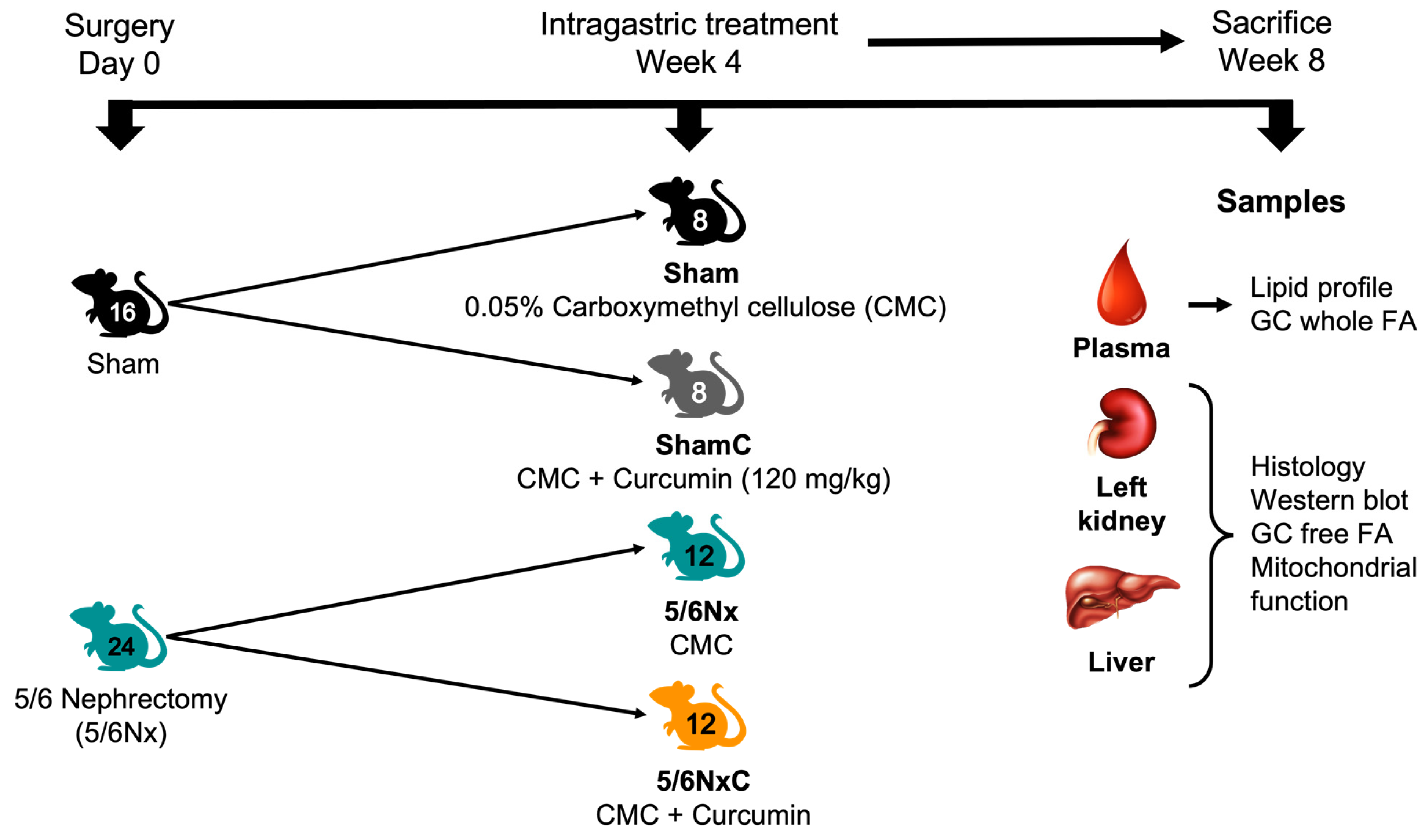 Antioxidants 11 02195 g001 Antioxidants 11 02195 g001