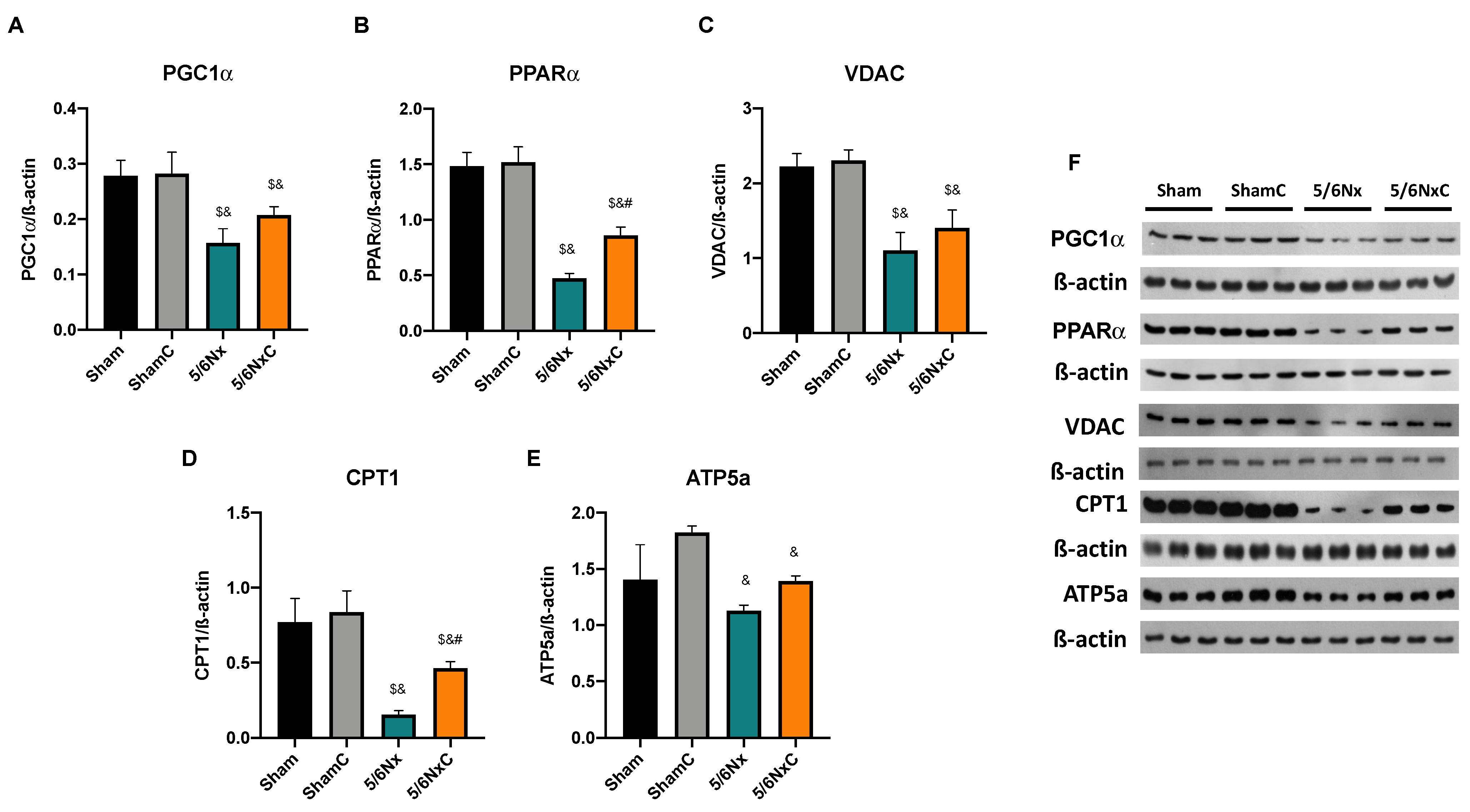 Antioxidants 11 02195 g006 Antioxidants 11 02195 g006