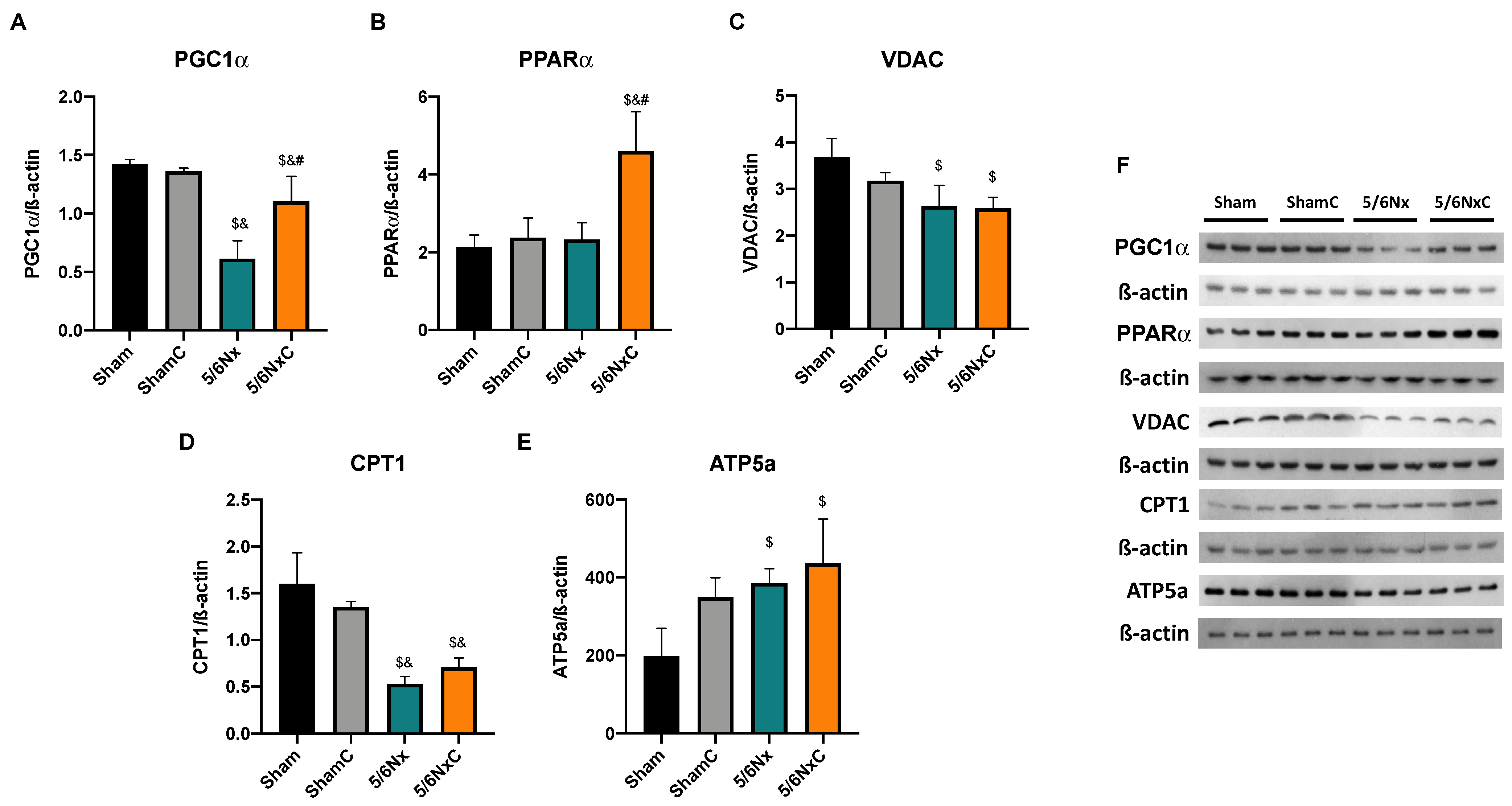 Antioxidants 11 02195 g009 Antioxidants 11 02195 g009
