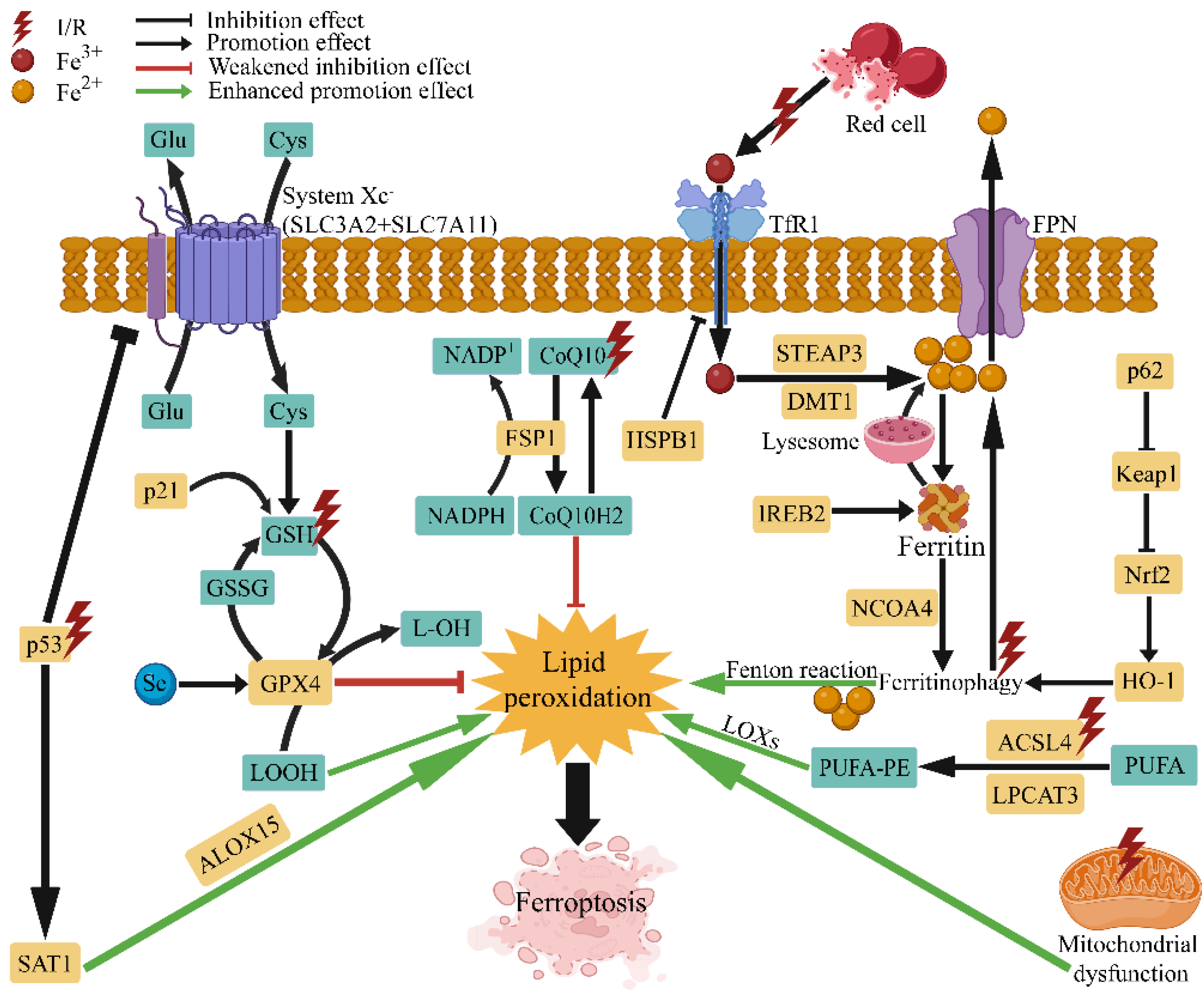 Antioxidants 11 02196 g001 Antioxidants 11 02196 g001