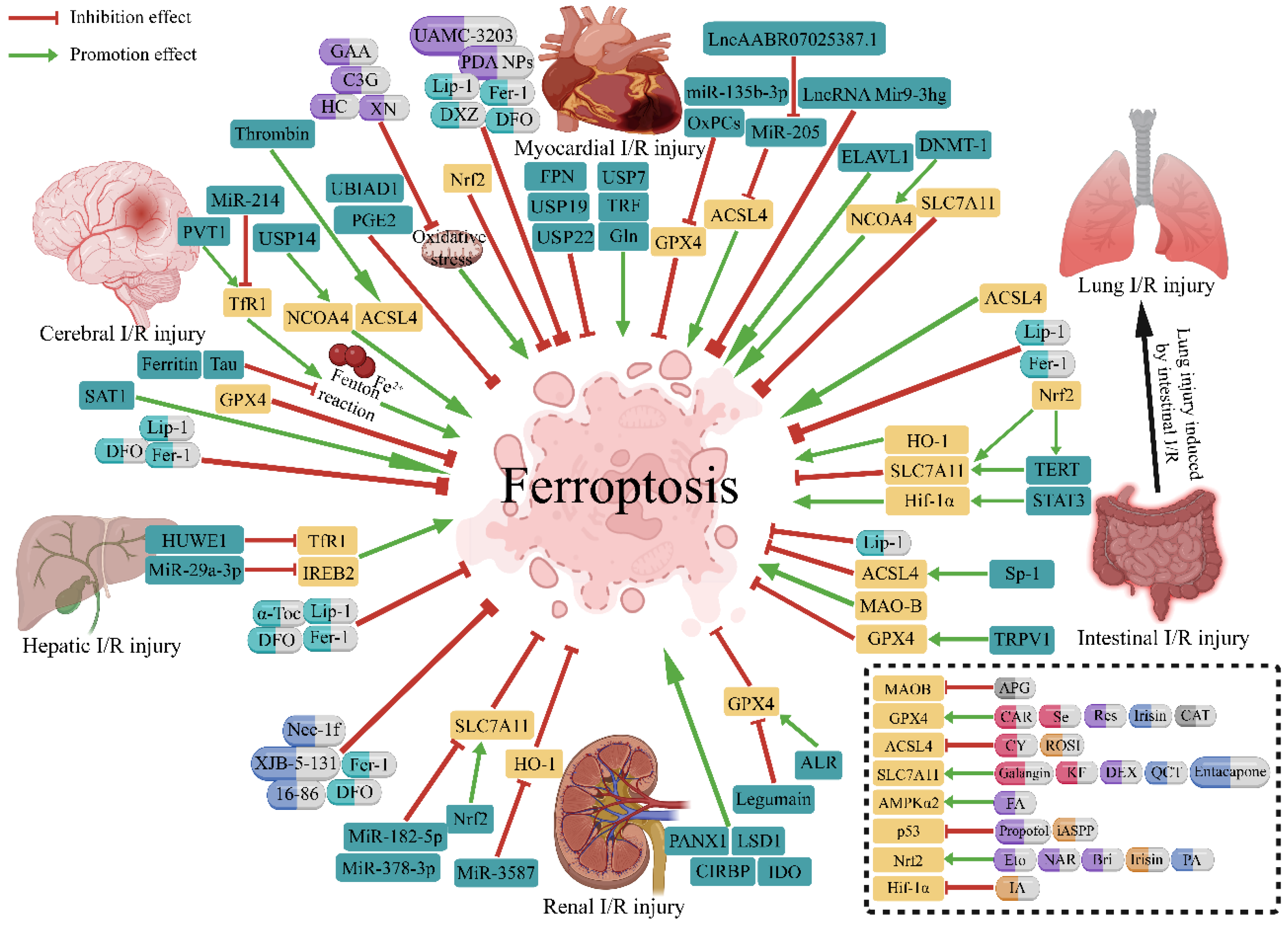 Antioxidants 11 02196 g002 Antioxidants 11 02196 g002