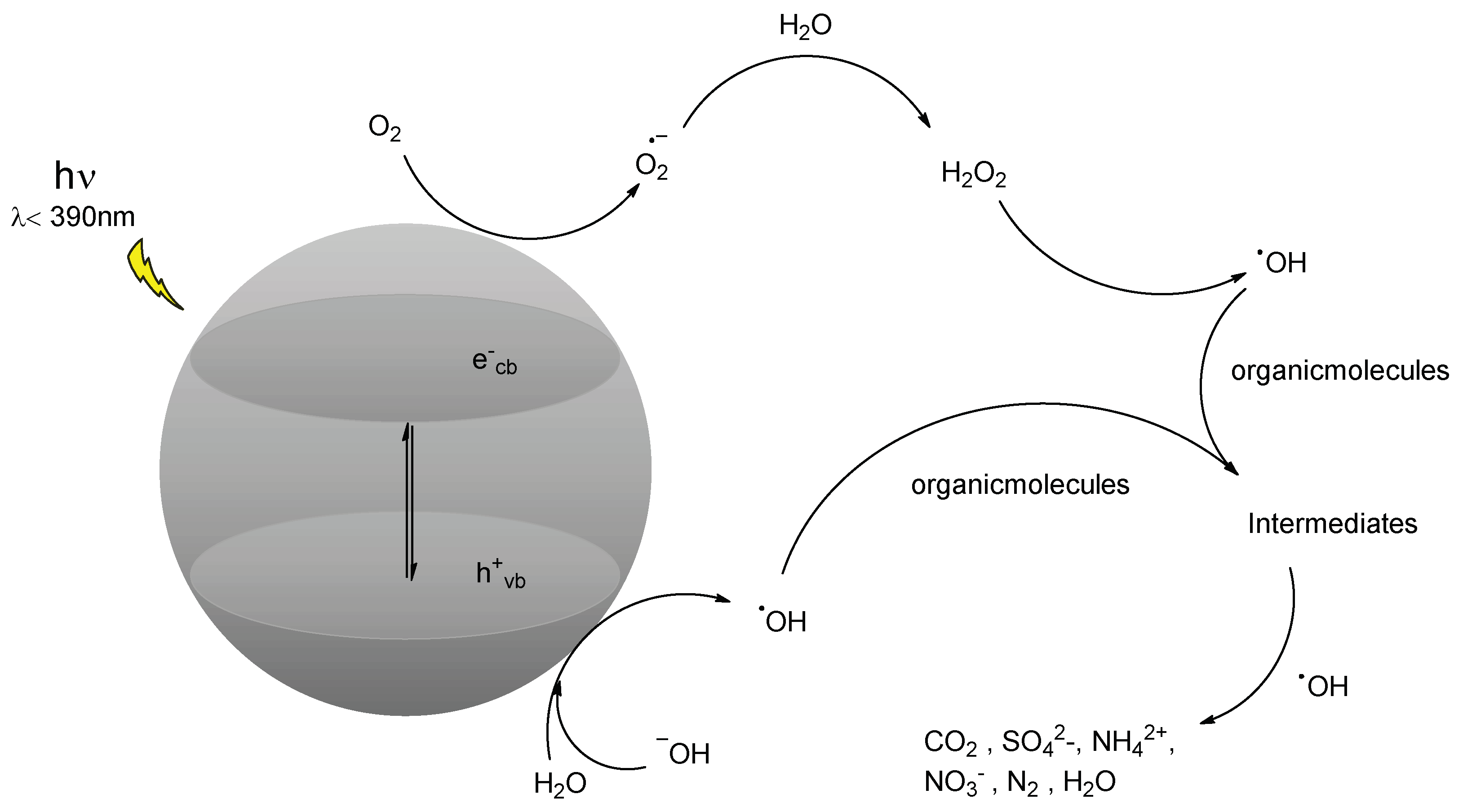 Antioxidants 11 02209 g001