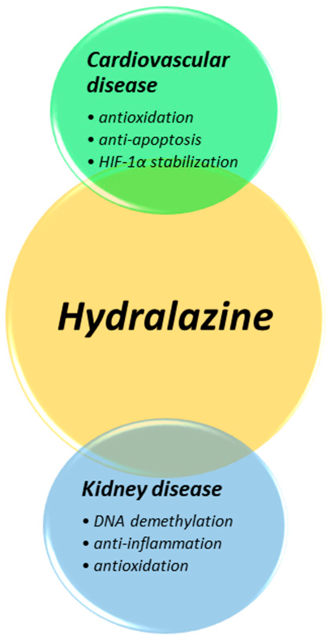Antioxidants | Free Full-Text | Potential Impacts of Hydralazine as a ...