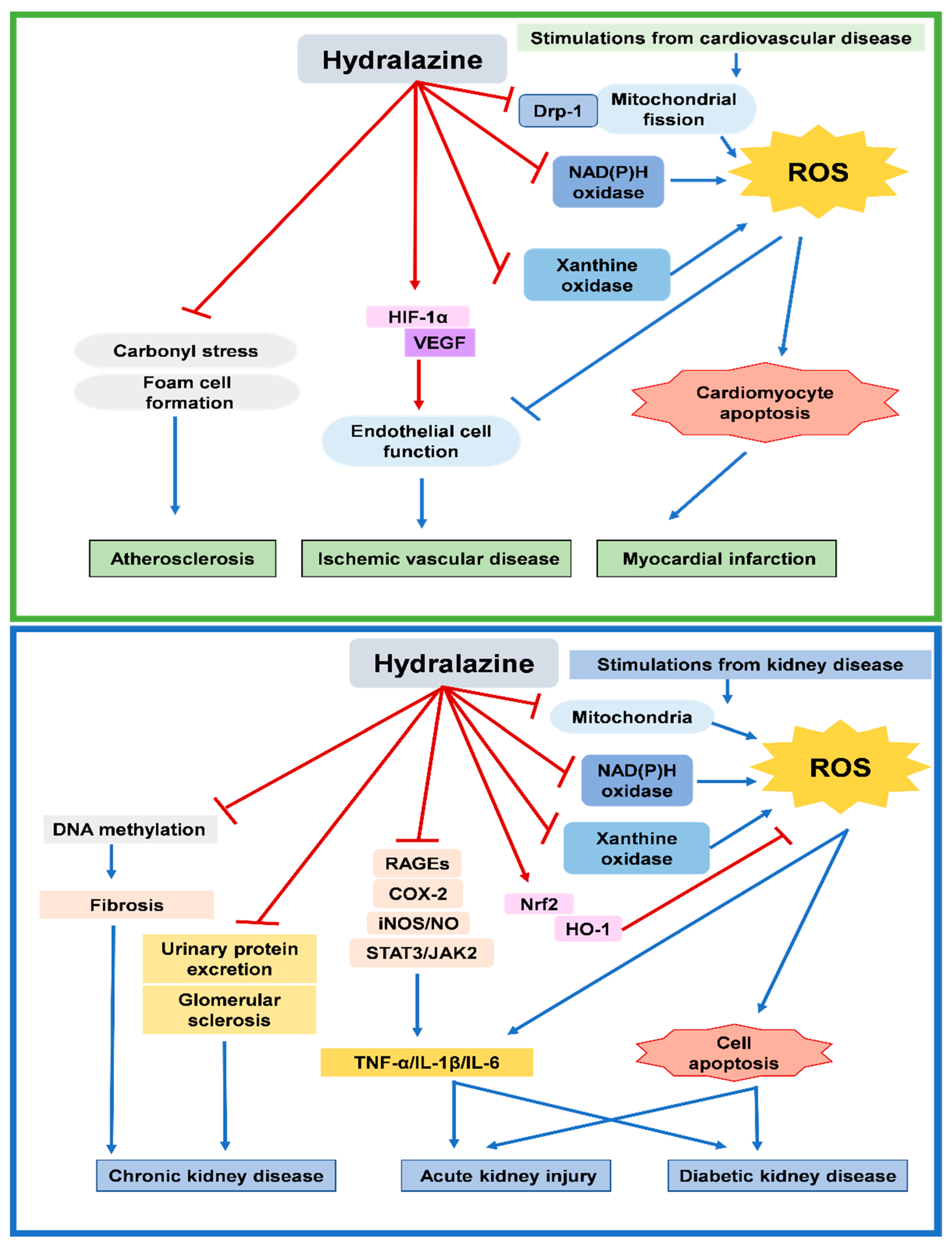 Antioxidants Free FullText Potential Impacts of Hydralazine as a Novel Antioxidant on
