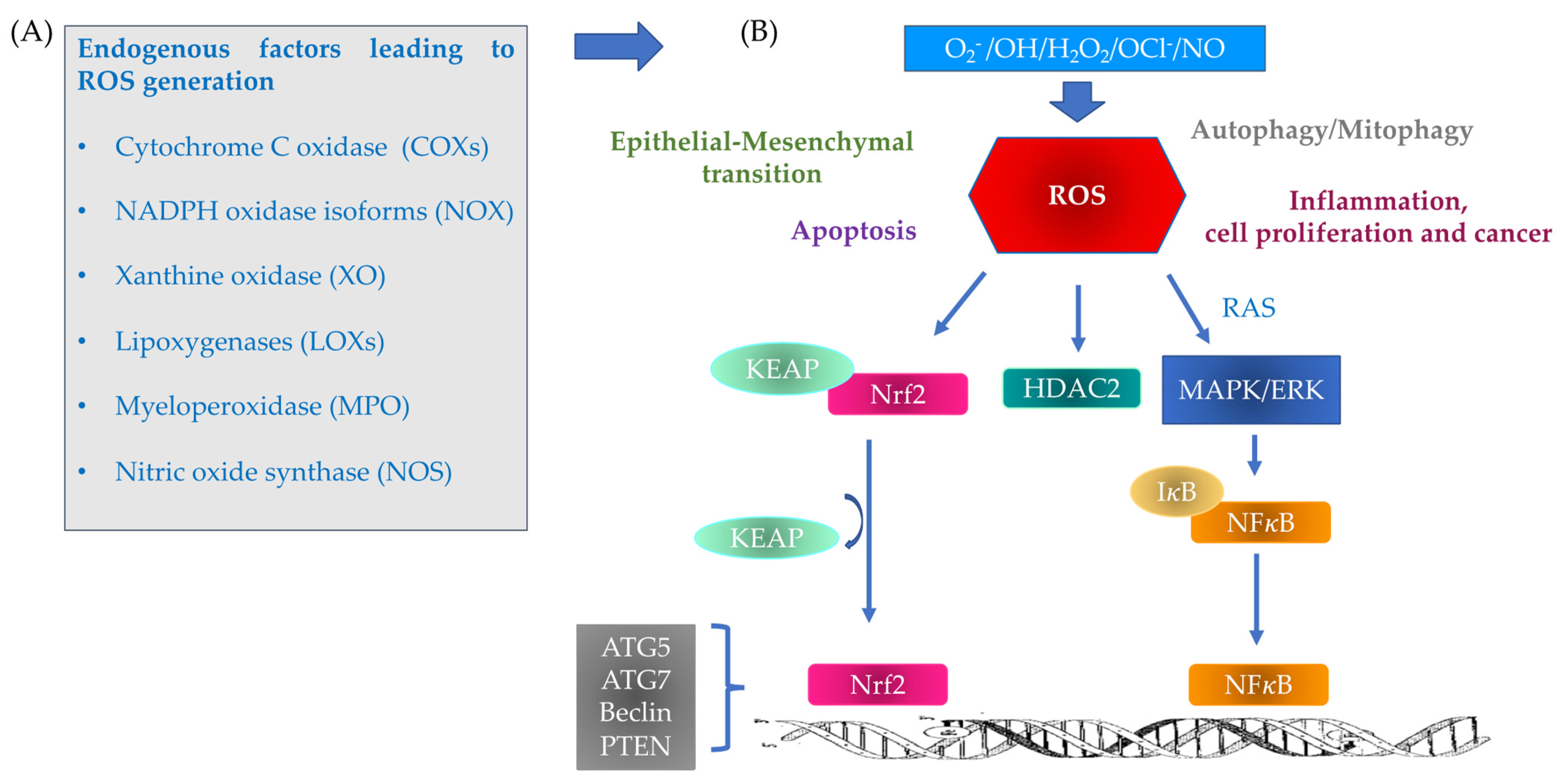 Antioxidants 11 02237 g001 Antioxidants 11 02237 g001