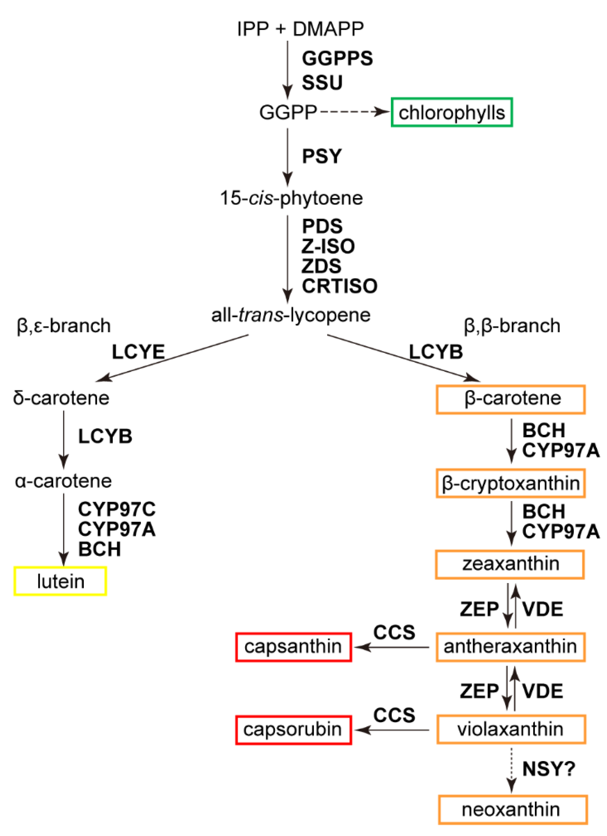 Transcriptomic Analysis Suggests a Coordinated Regulation of