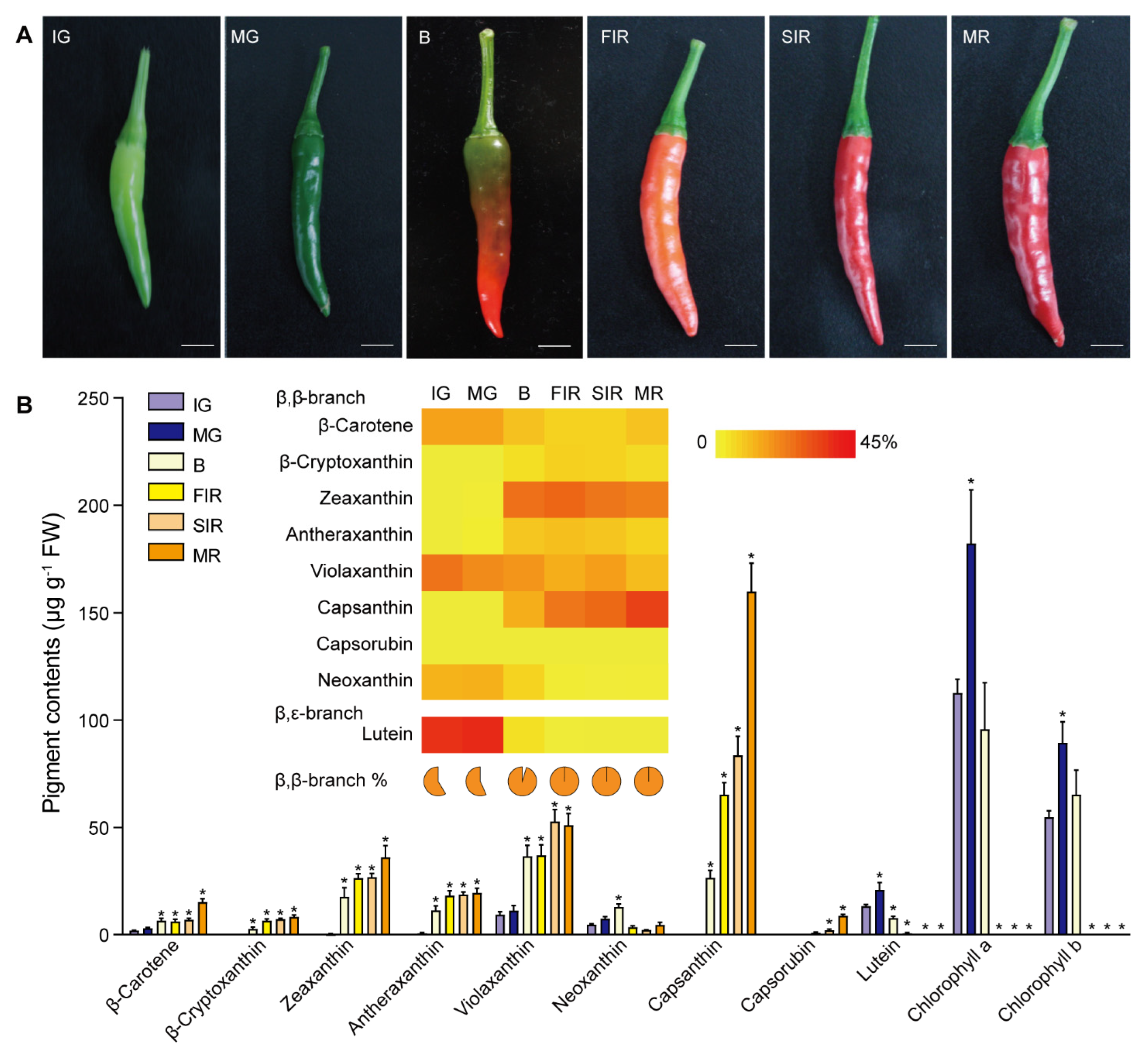 Transcriptomic Analysis Suggests a Coordinated Regulation of