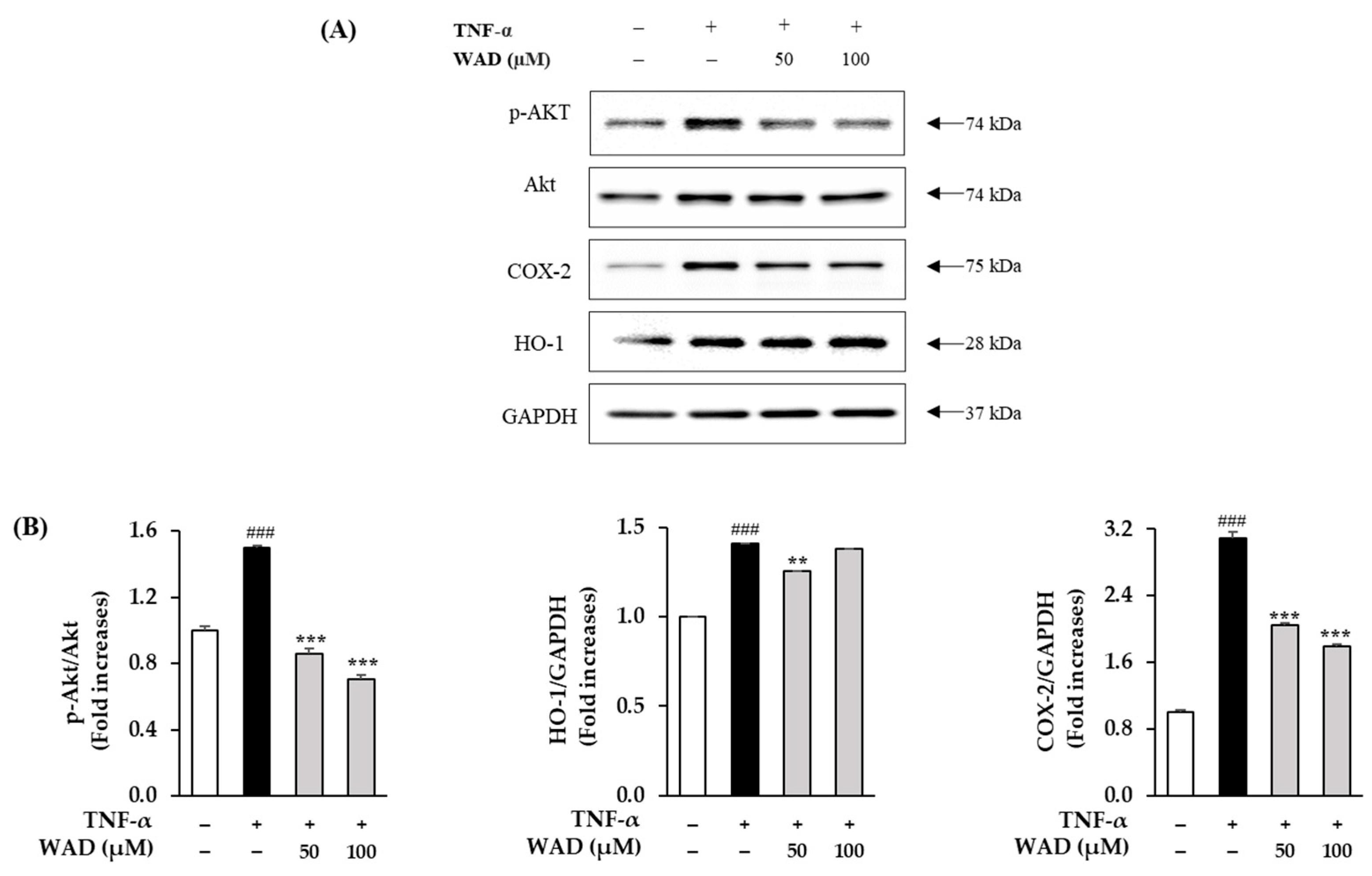 Antioxidants 11 02248 g007