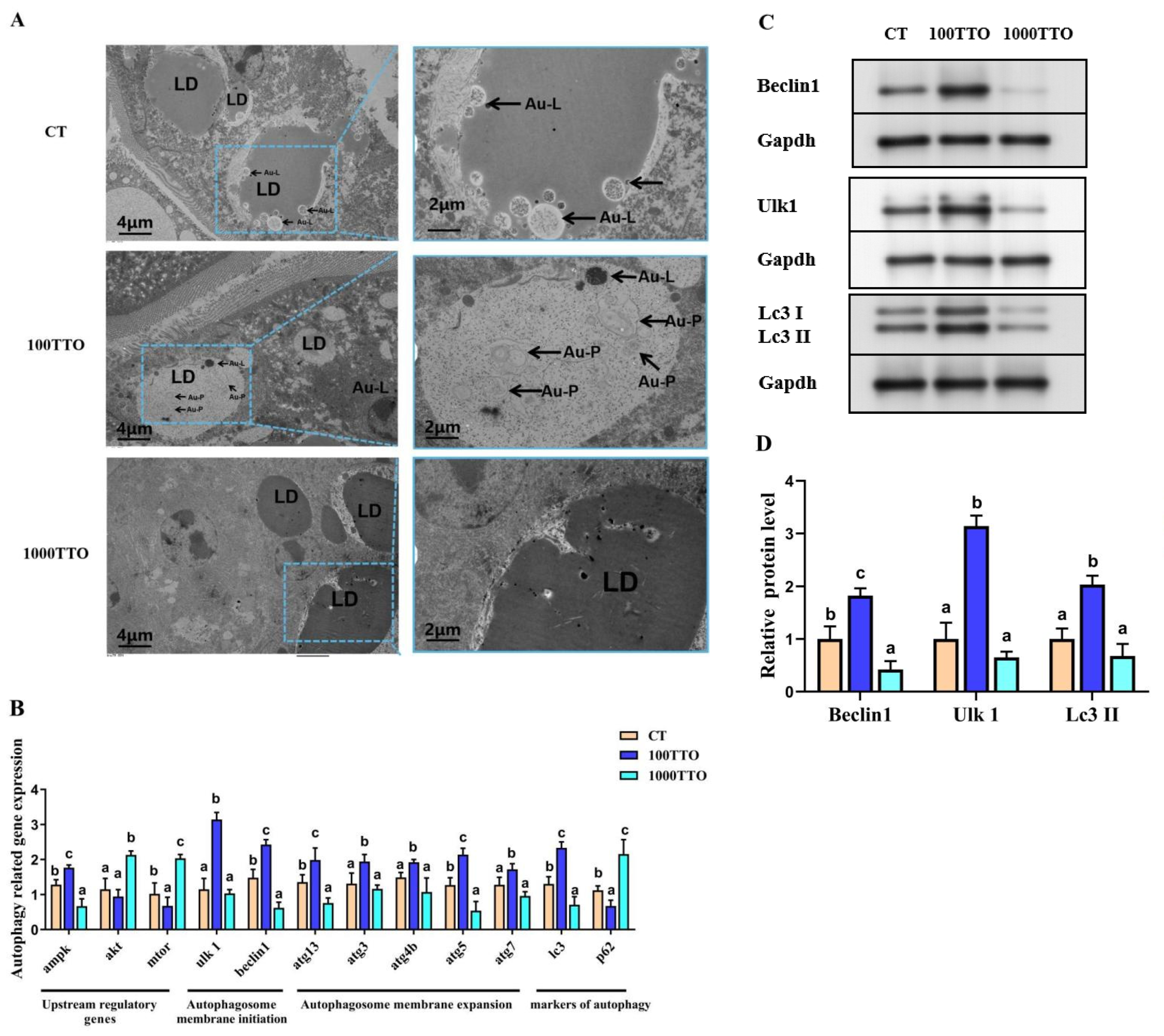 Antioxidants 11 02260 g007 Antioxidants 11 02260 g007