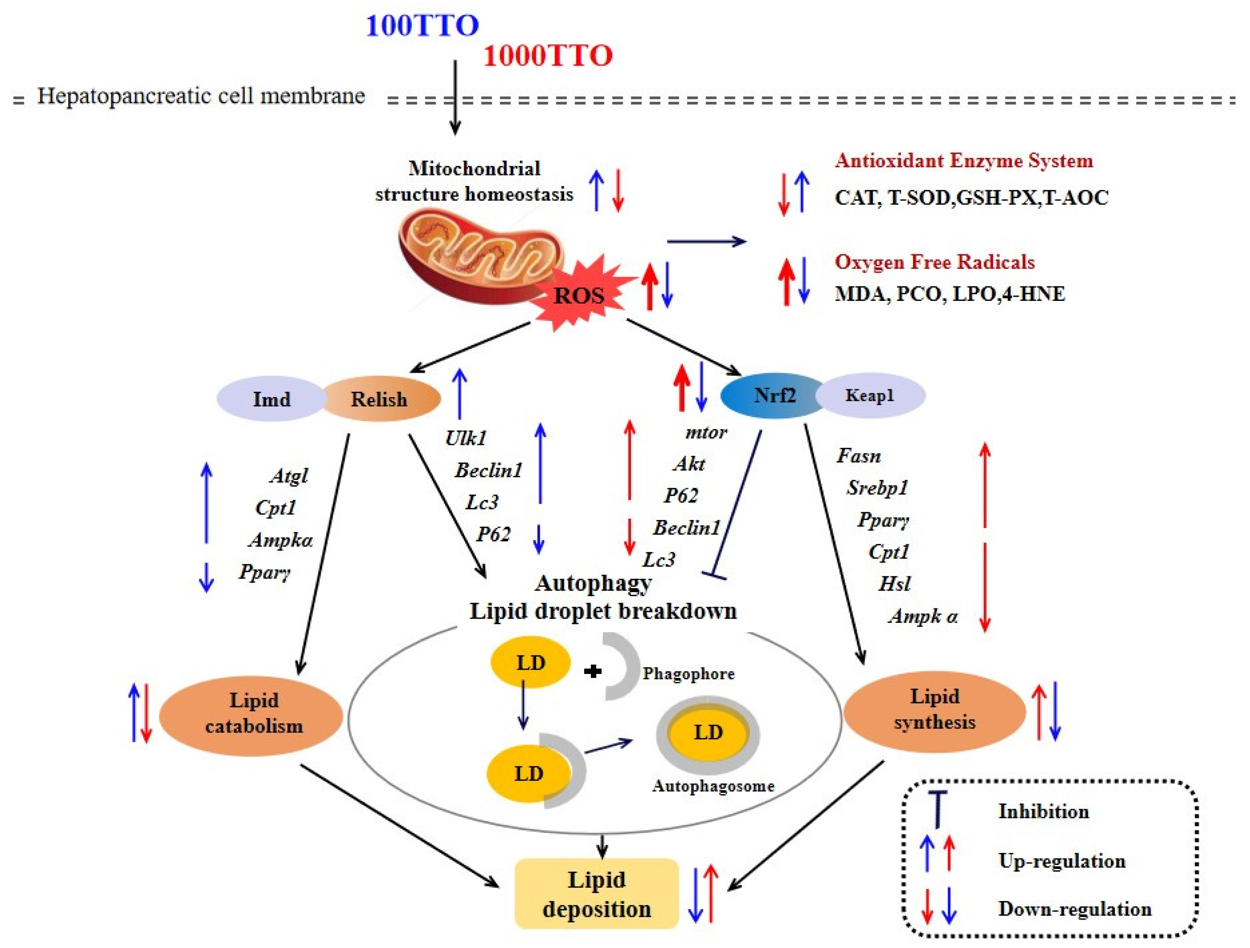 Antioxidants 11 02260 g009 Antioxidants 11 02260 g009