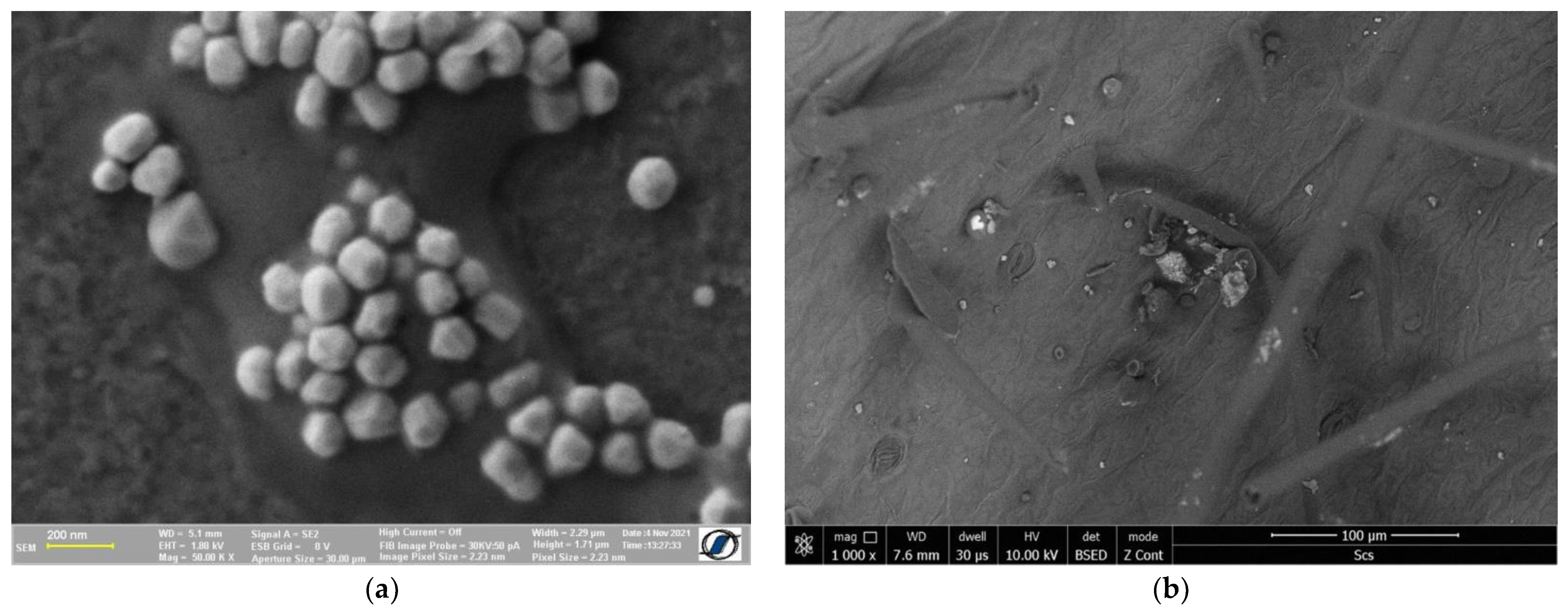 Antioxidants 11 02261 g008 Antioxidants 11 02261 g008