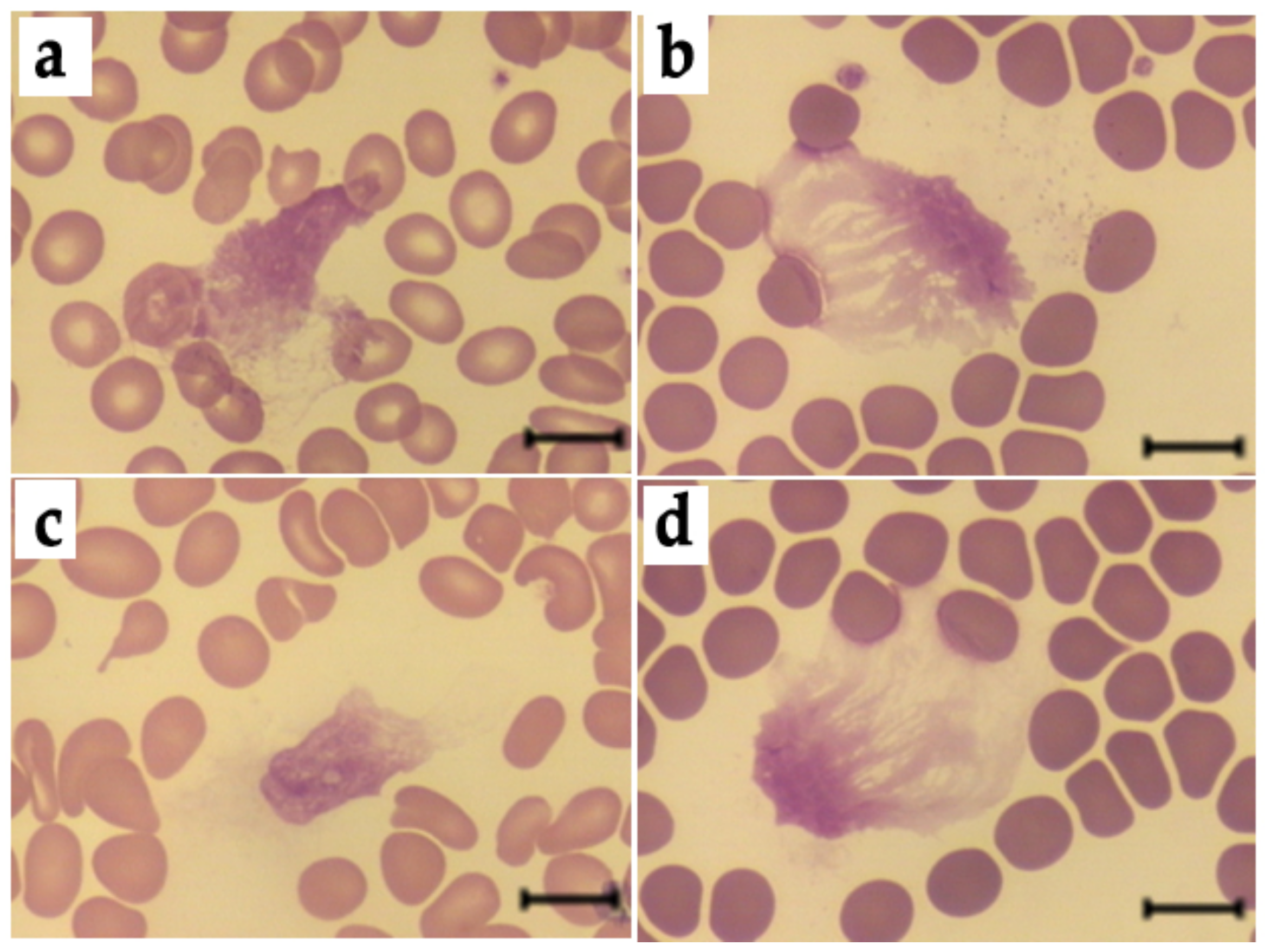 Antioxidants 11 02263 g011