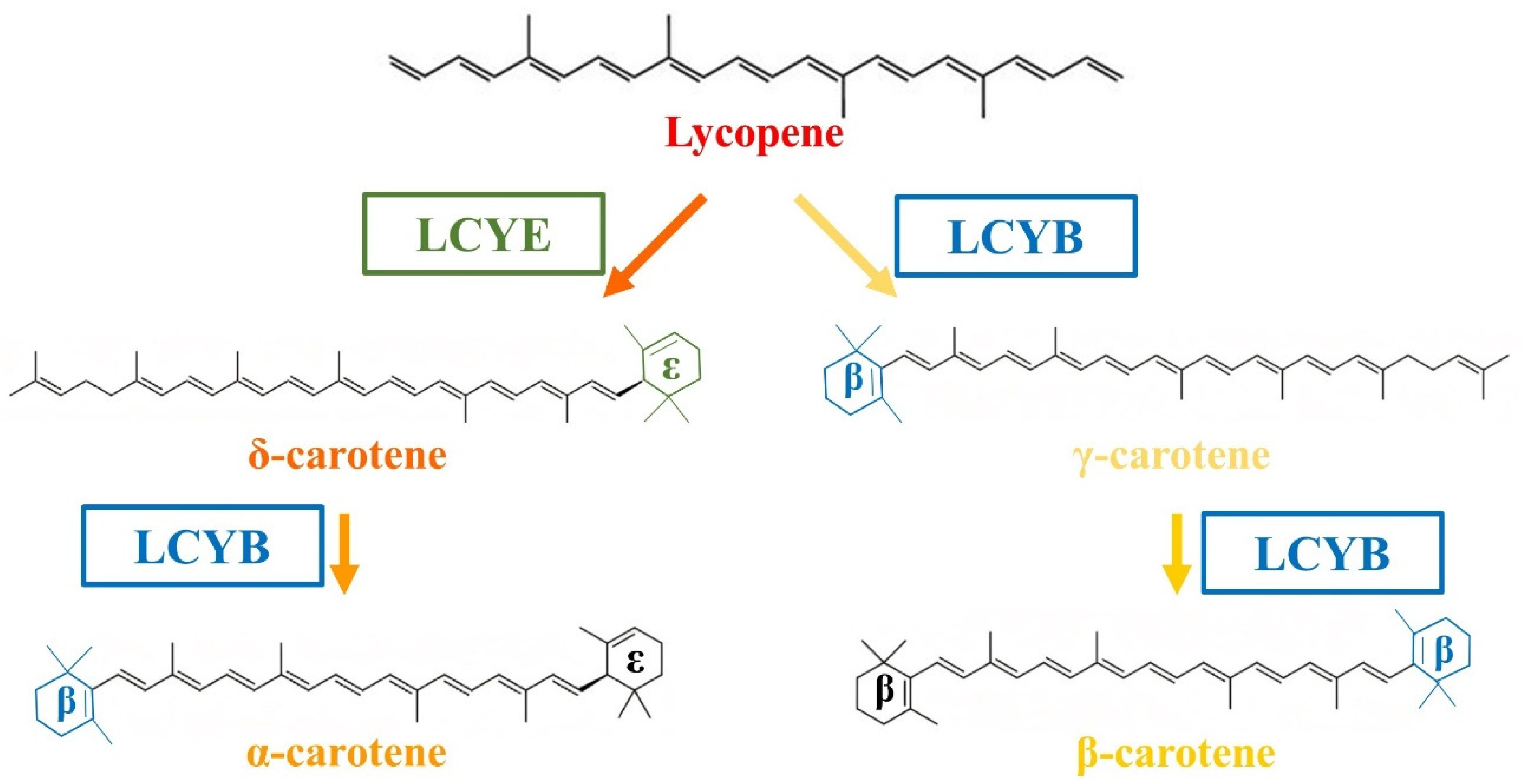 Antioxidants 11 02267 g001 Antioxidants 11 02267 g001
