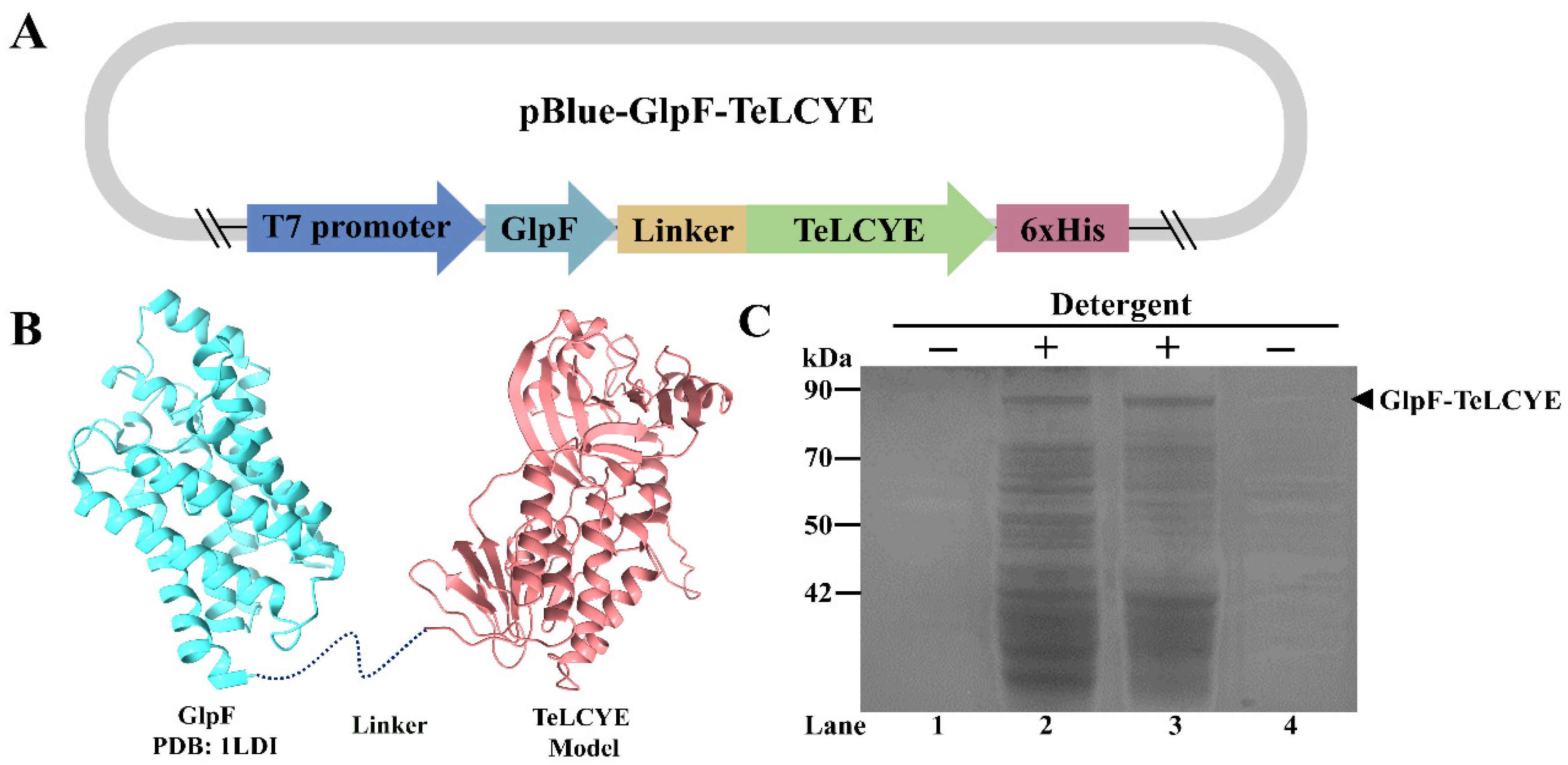 Antioxidants 11 02267 g002 Antioxidants 11 02267 g002