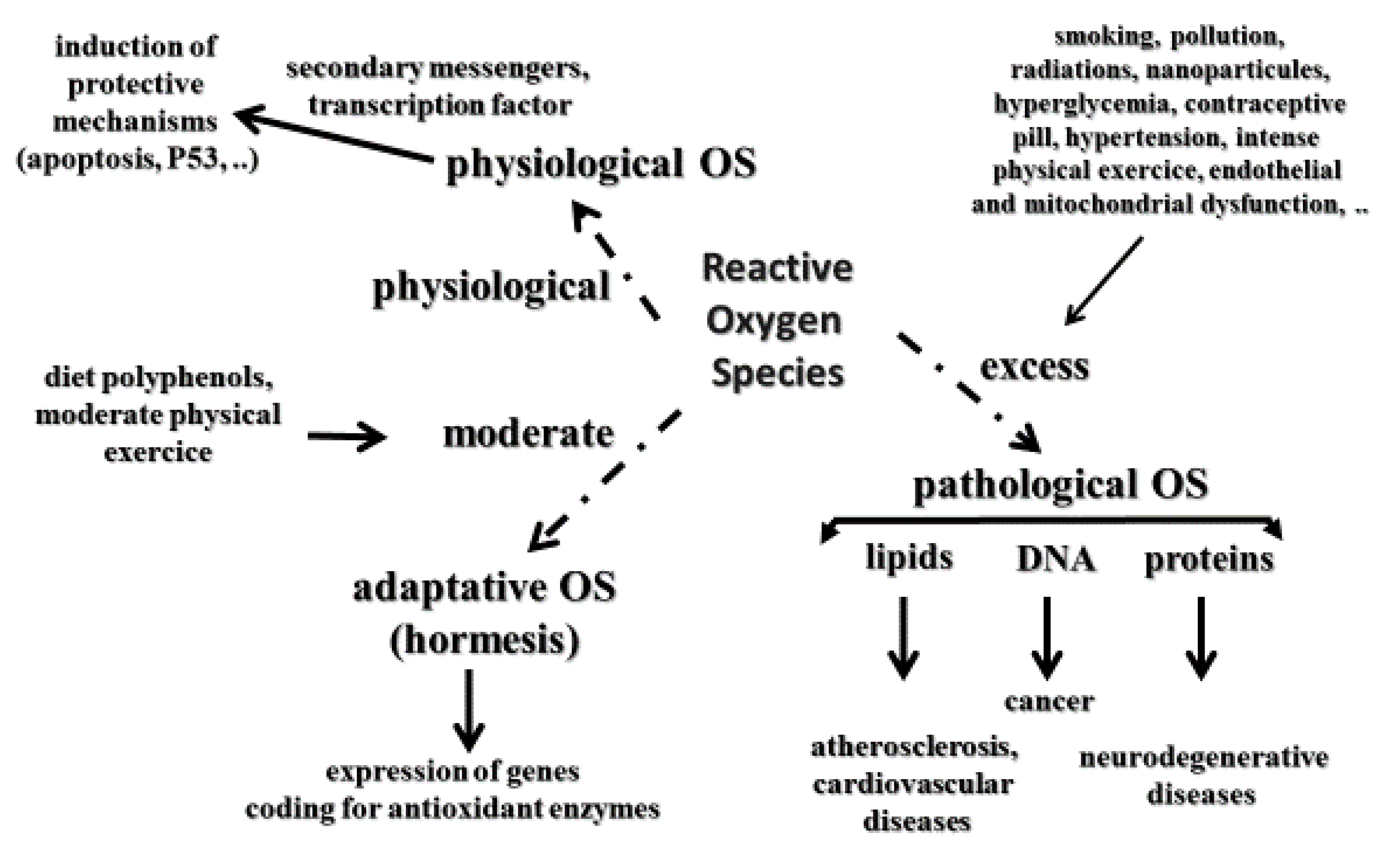 Antioxidants 11 02270 g002 Antioxidants 11 02270 g002