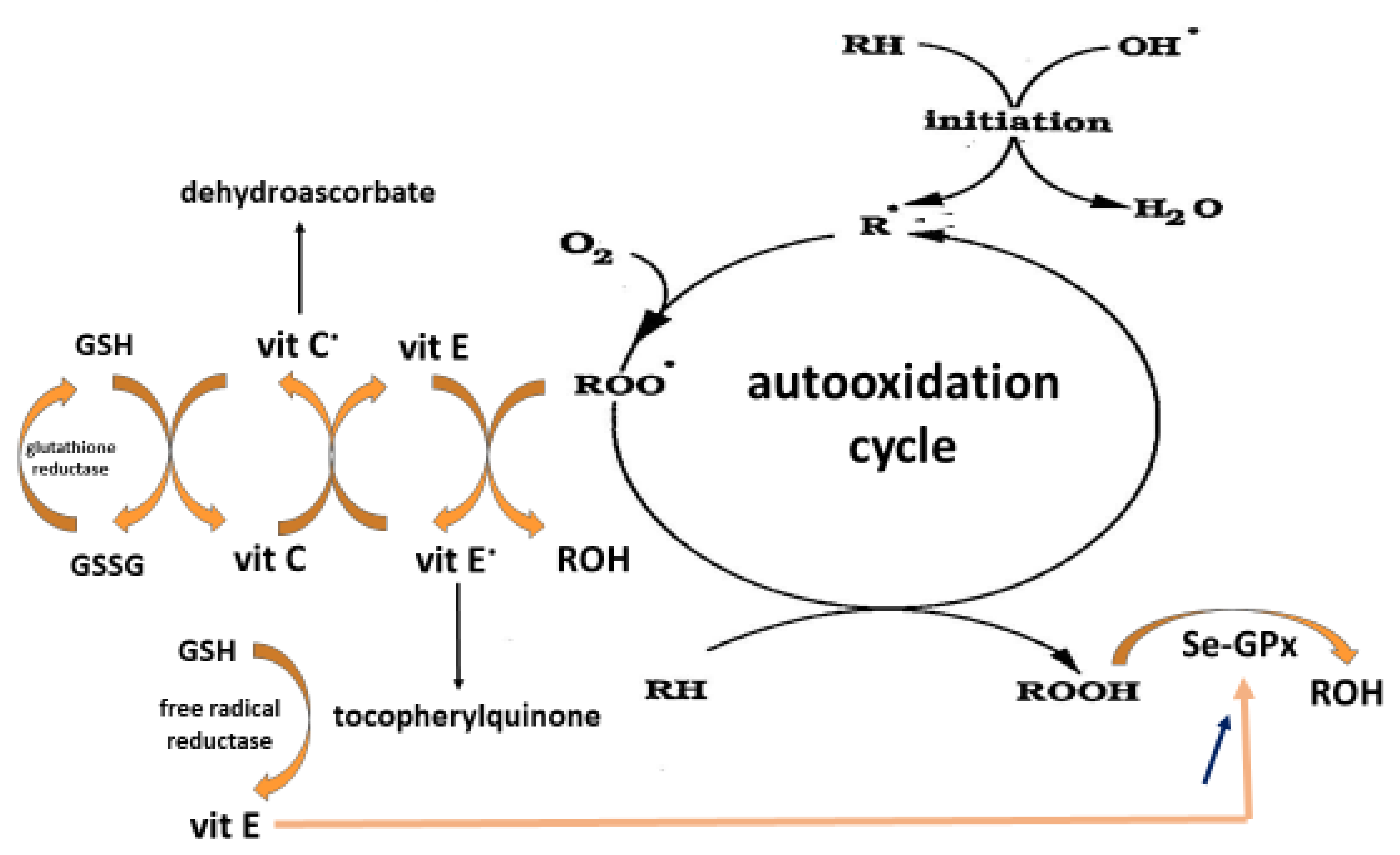 antioxidants-free-full-text-on-the-potential-role-of-the