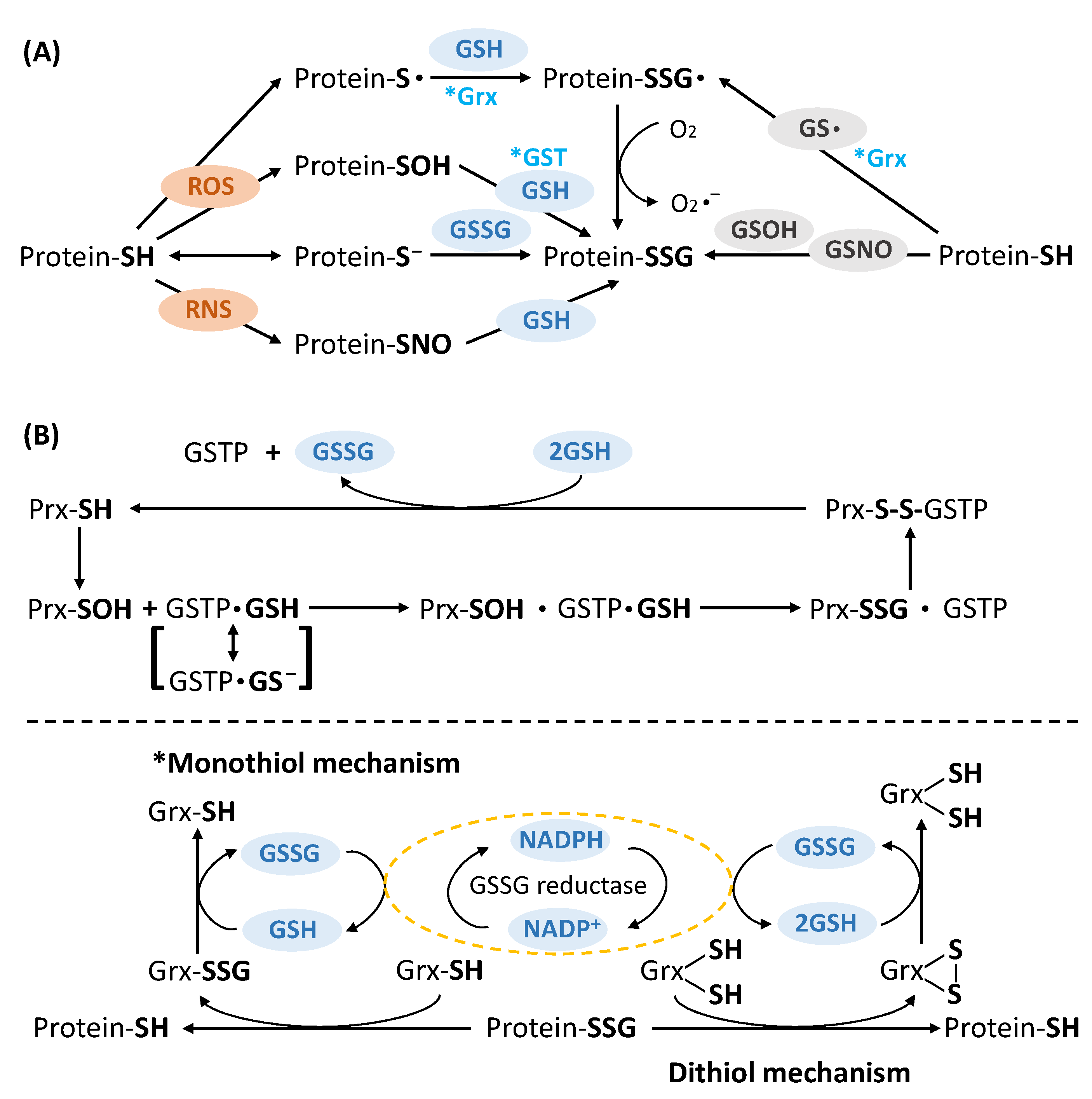 Antioxidants 11 02272 g002