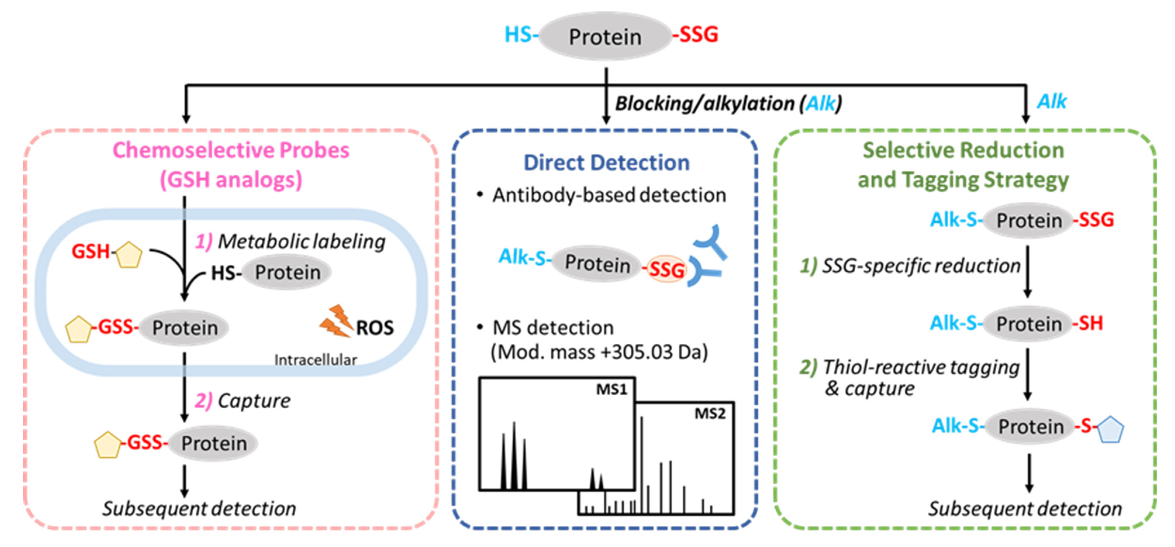 Antioxidants 11 02272 g003