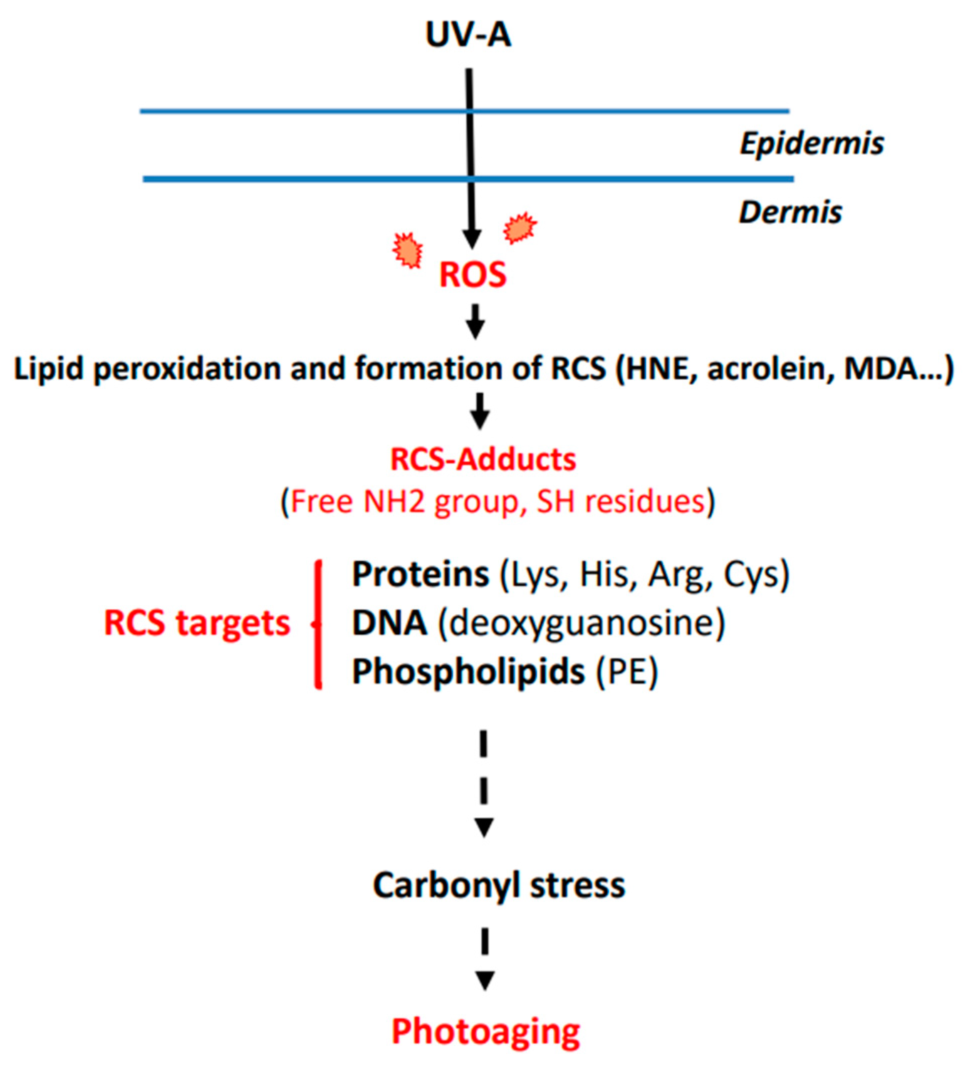 Antioxidants 11 02281 g001 Antioxidants 11 02281 g001