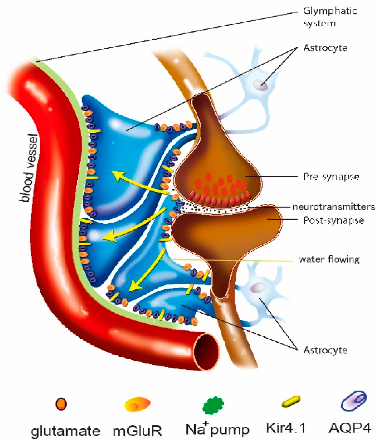 Antioxidants 11 02296 g001 Antioxidants 11 02296 g001