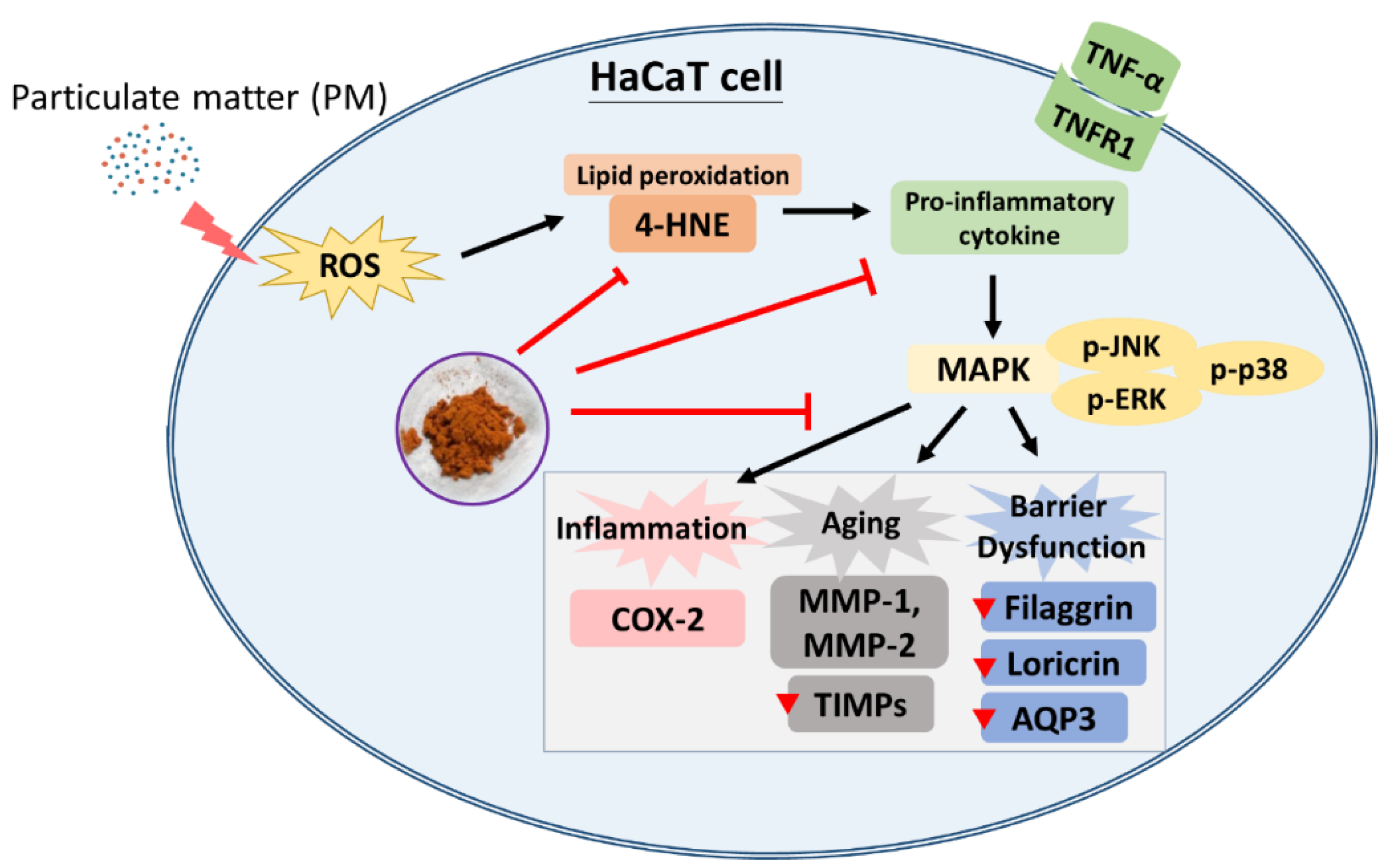 Antioxidants 11 02304 g008 Antioxidants 11 02304 g008