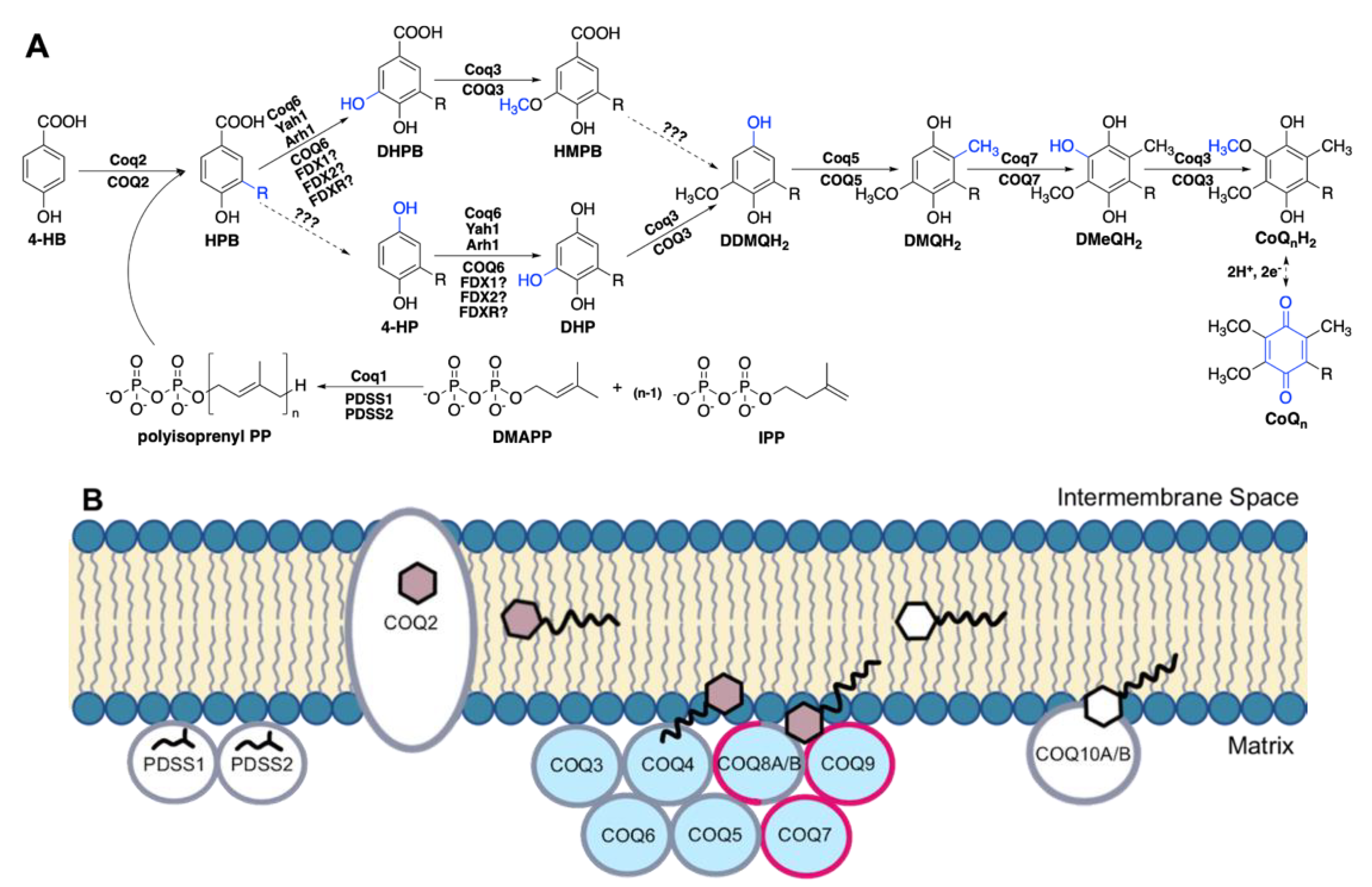 Antioxidants 11 02308 g001 Antioxidants 11 02308 g001