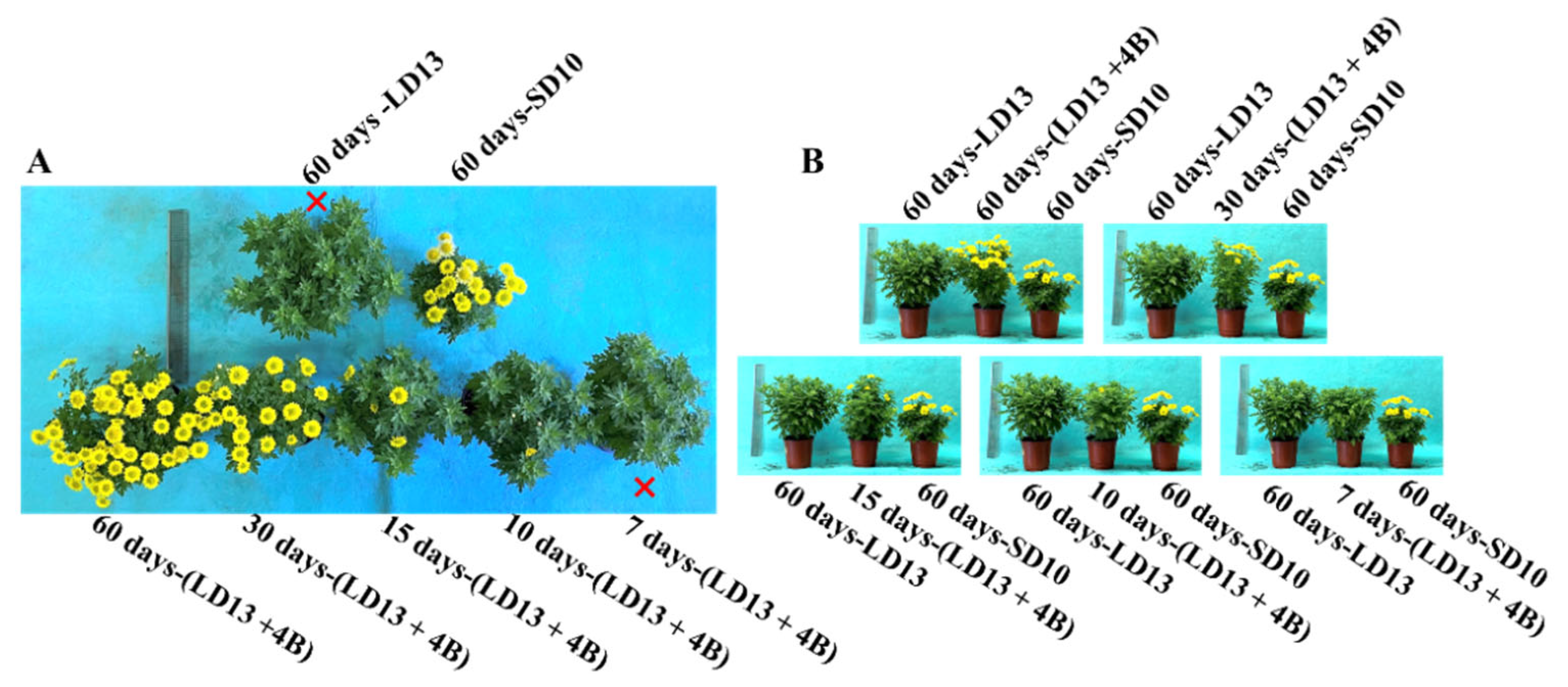 Antioxidants 11 02310 g002 Antioxidants 11 02310 g002