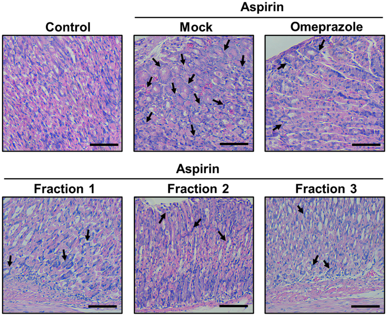 Antioxidants 11 02327 g007