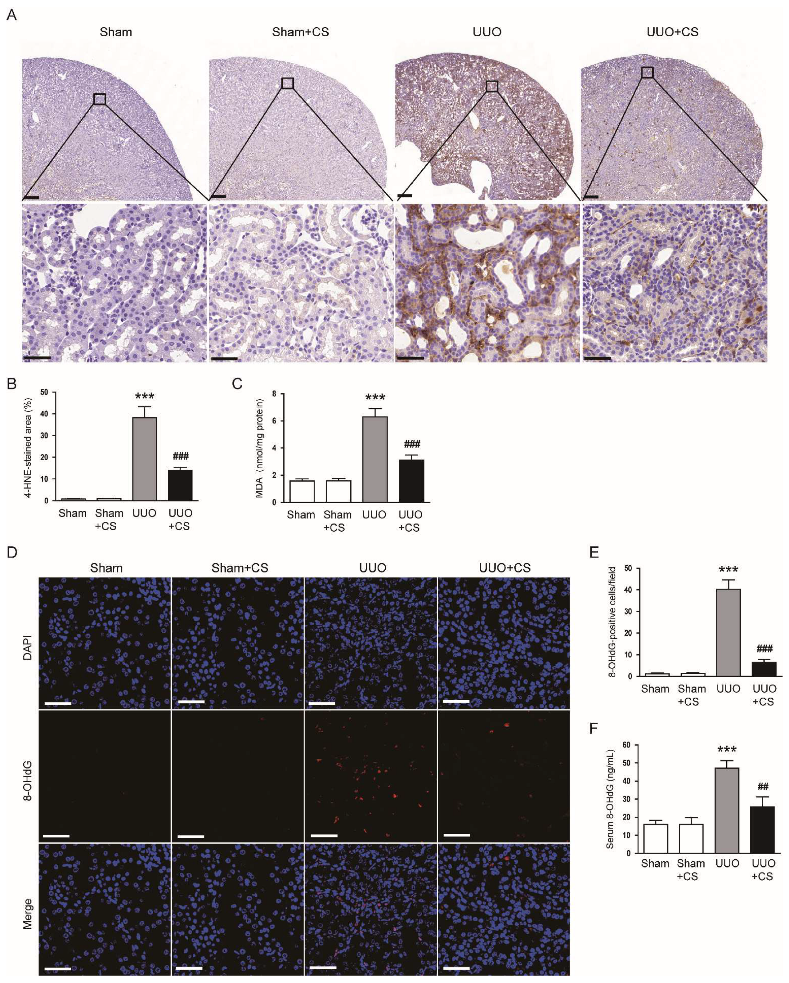 Antioxidants 11 02341 g005