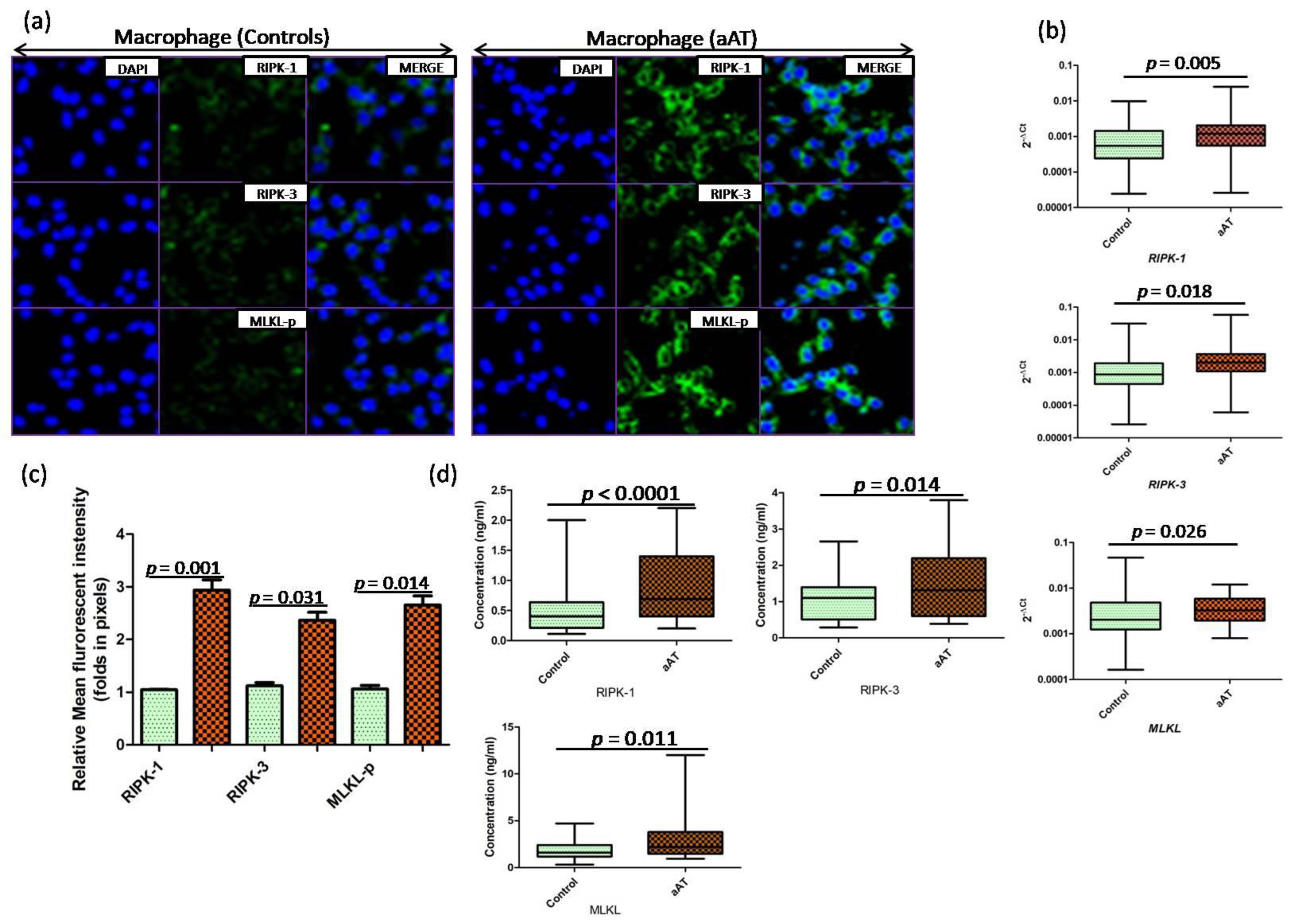 Antioxidants 11 02343 g003 Antioxidants 11 02343 g003