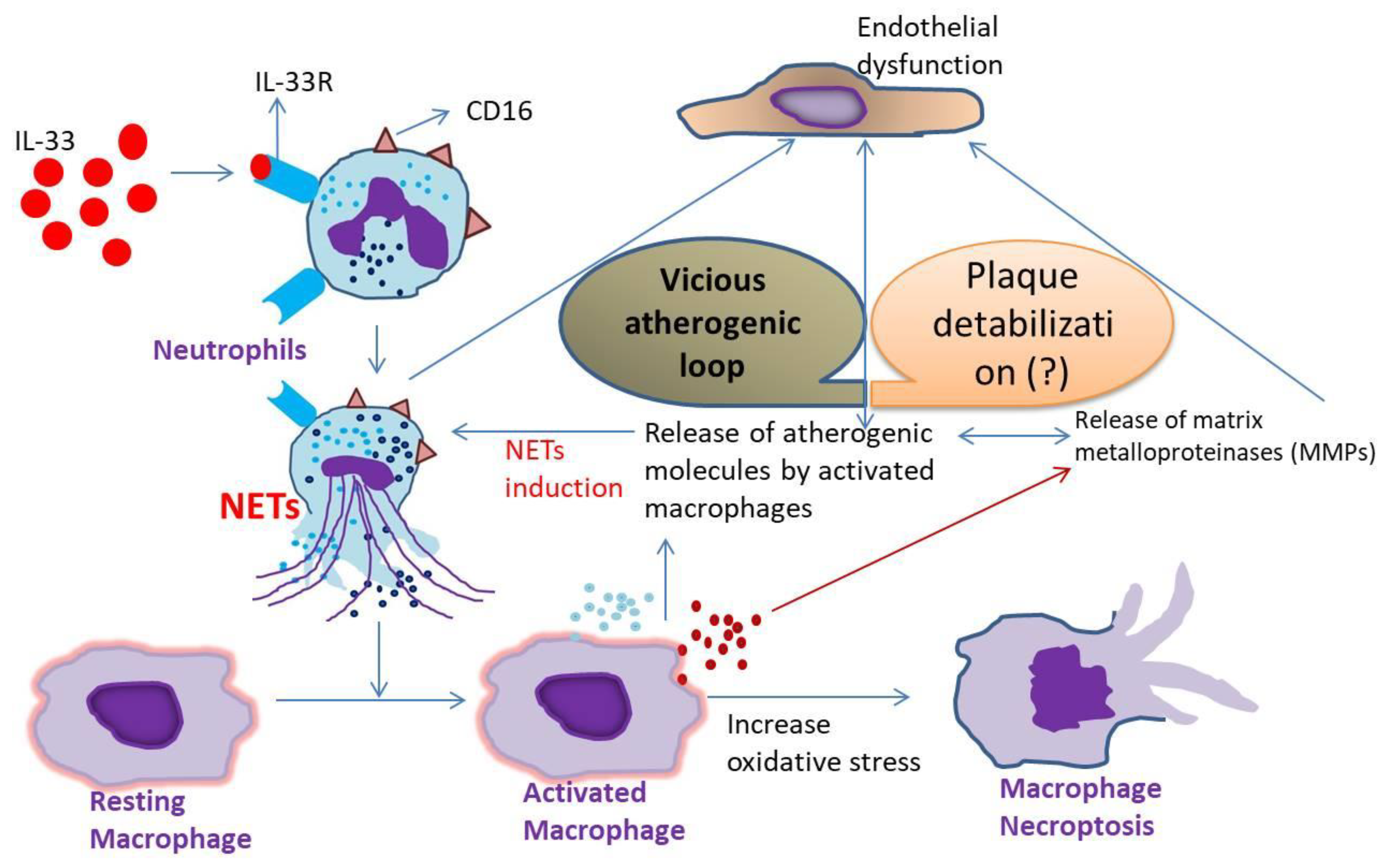 Antioxidants 11 02343 g007 Antioxidants 11 02343 g007