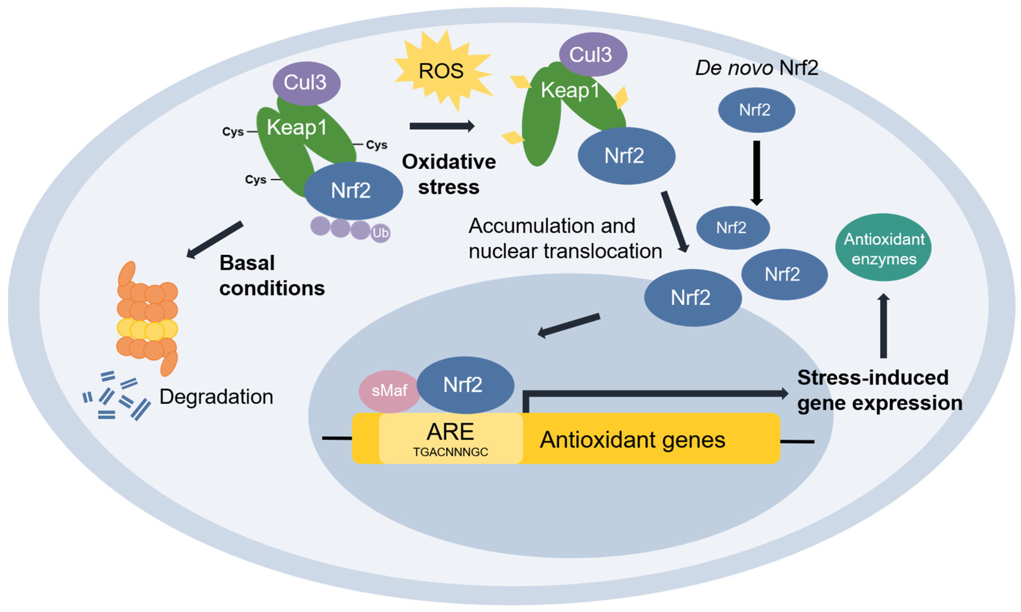 Antioxidant stress response