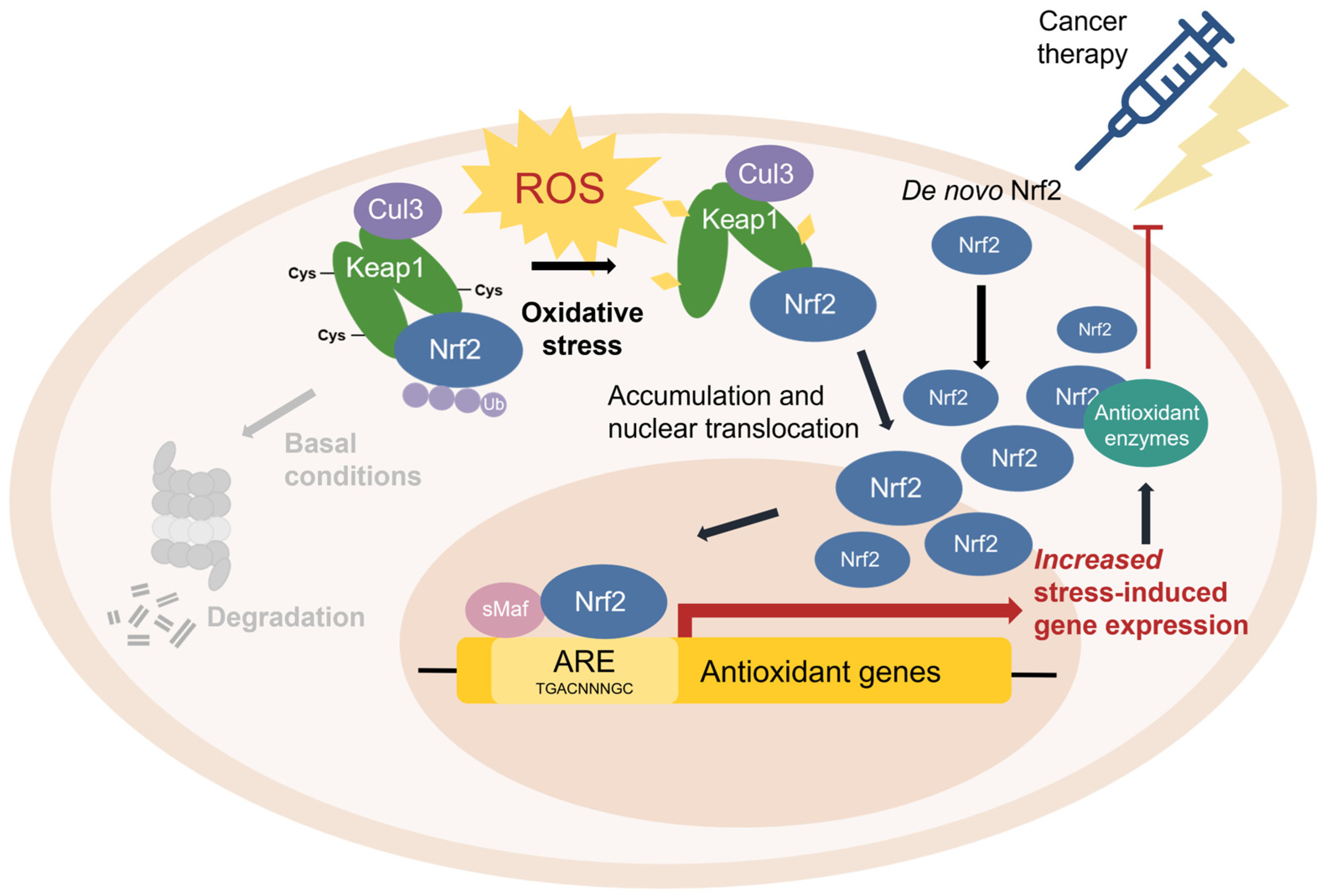 Antioxidants Free Full Text Nrf2 And Oxidative Stress A General 