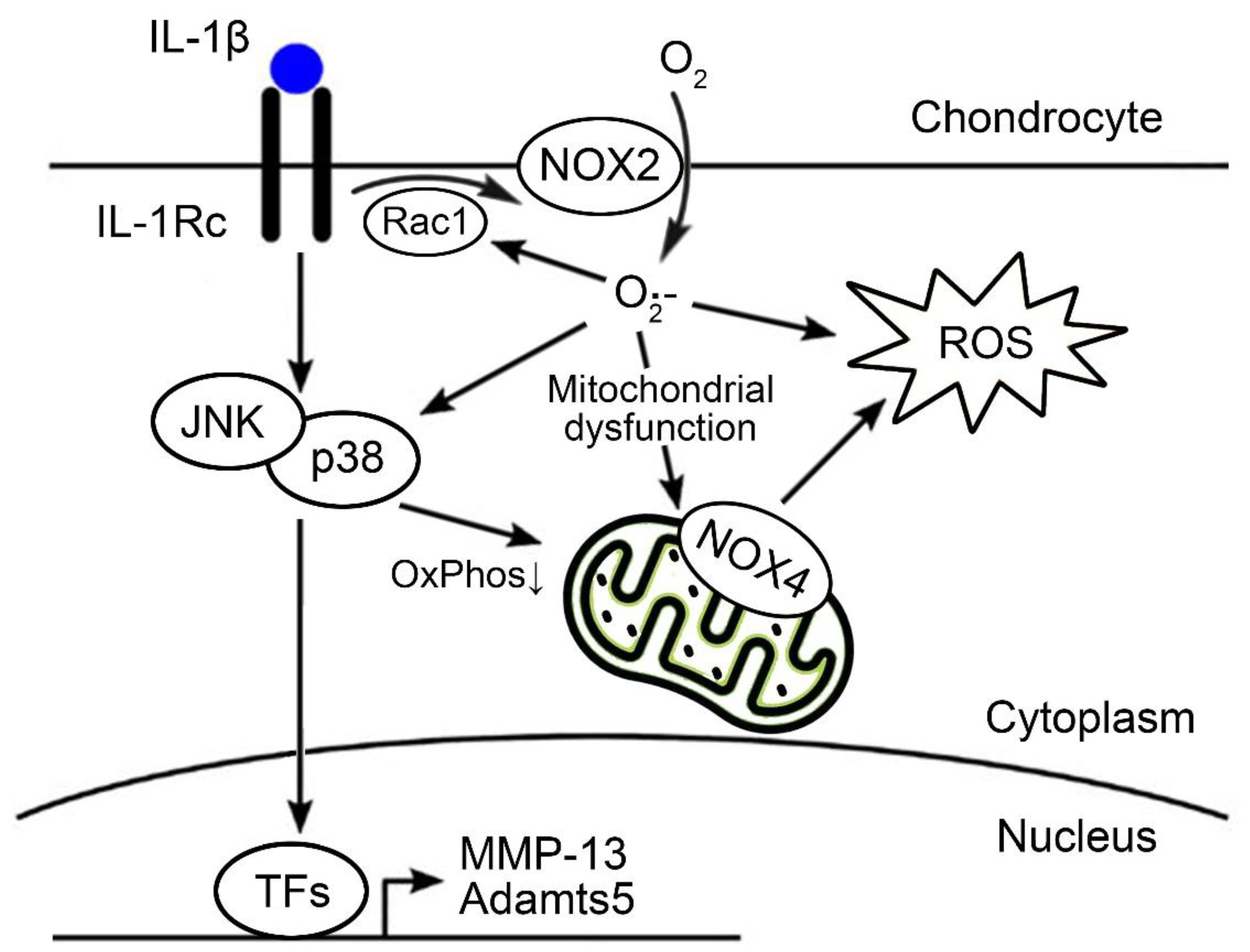 Antioxidants 11 02346 g006 Antioxidants 11 02346 g006