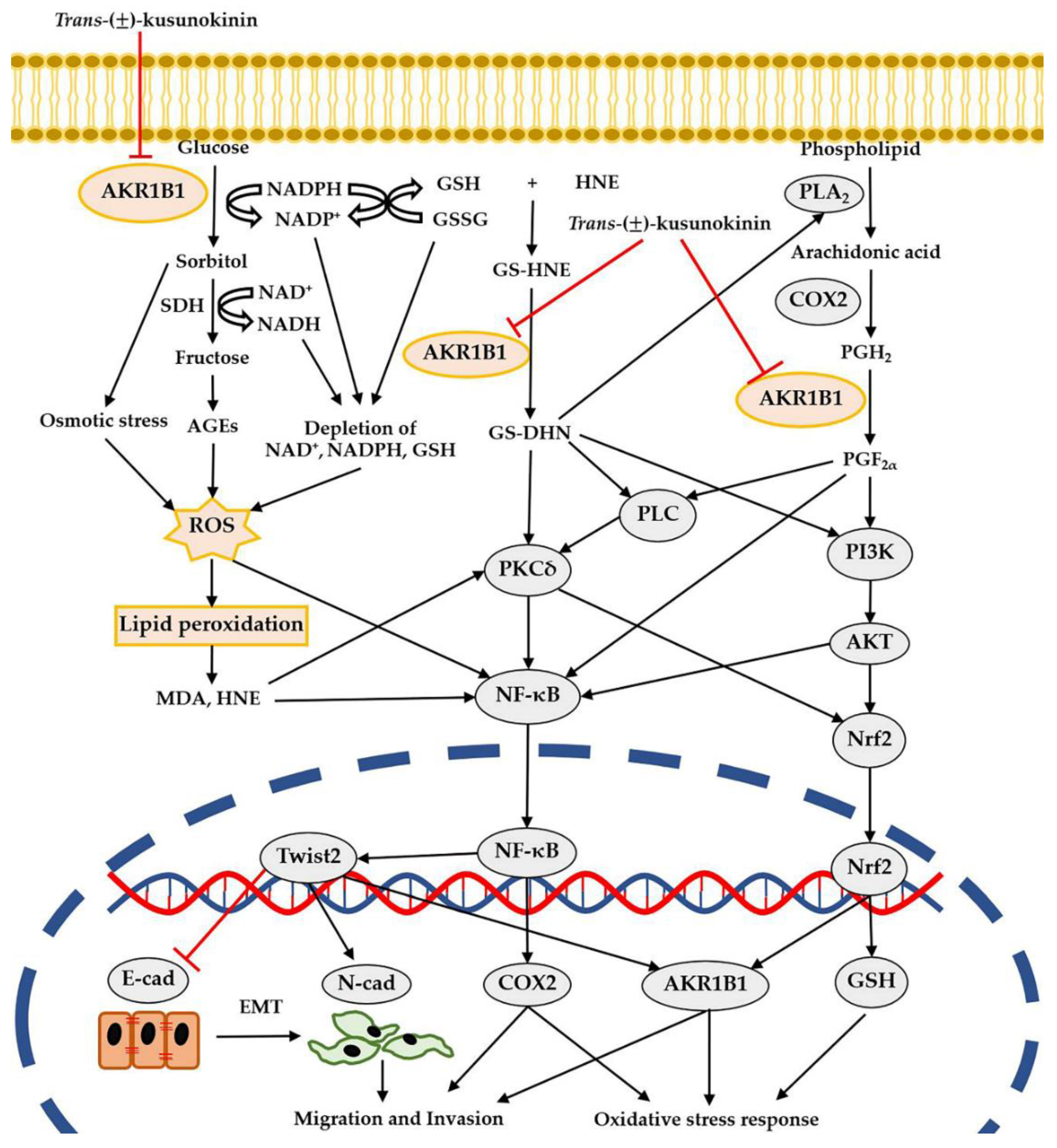 Antioxidants 11 02347 g008