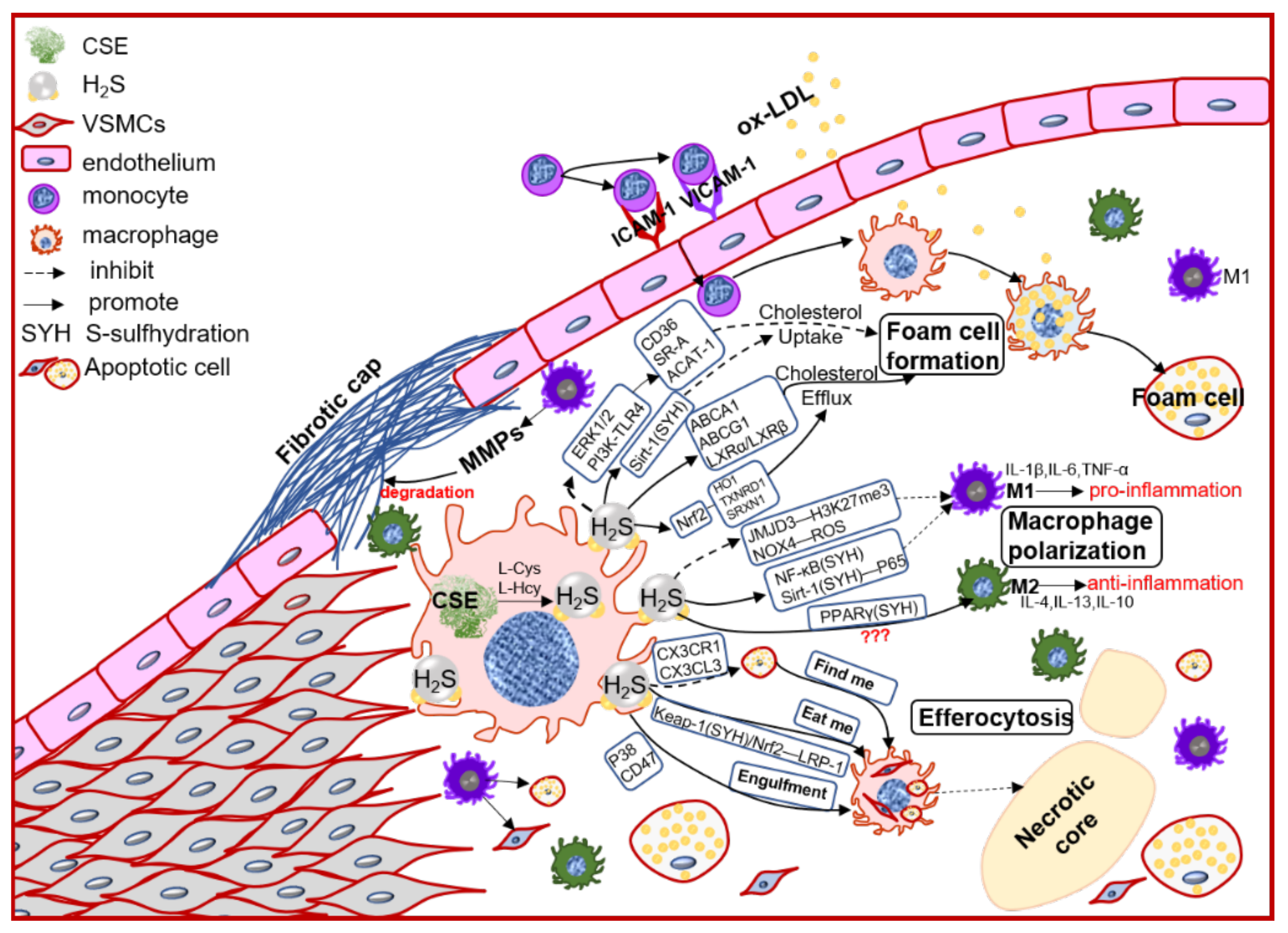 Antioxidants 11 02356 g002 Antioxidants 11 02356 g002
