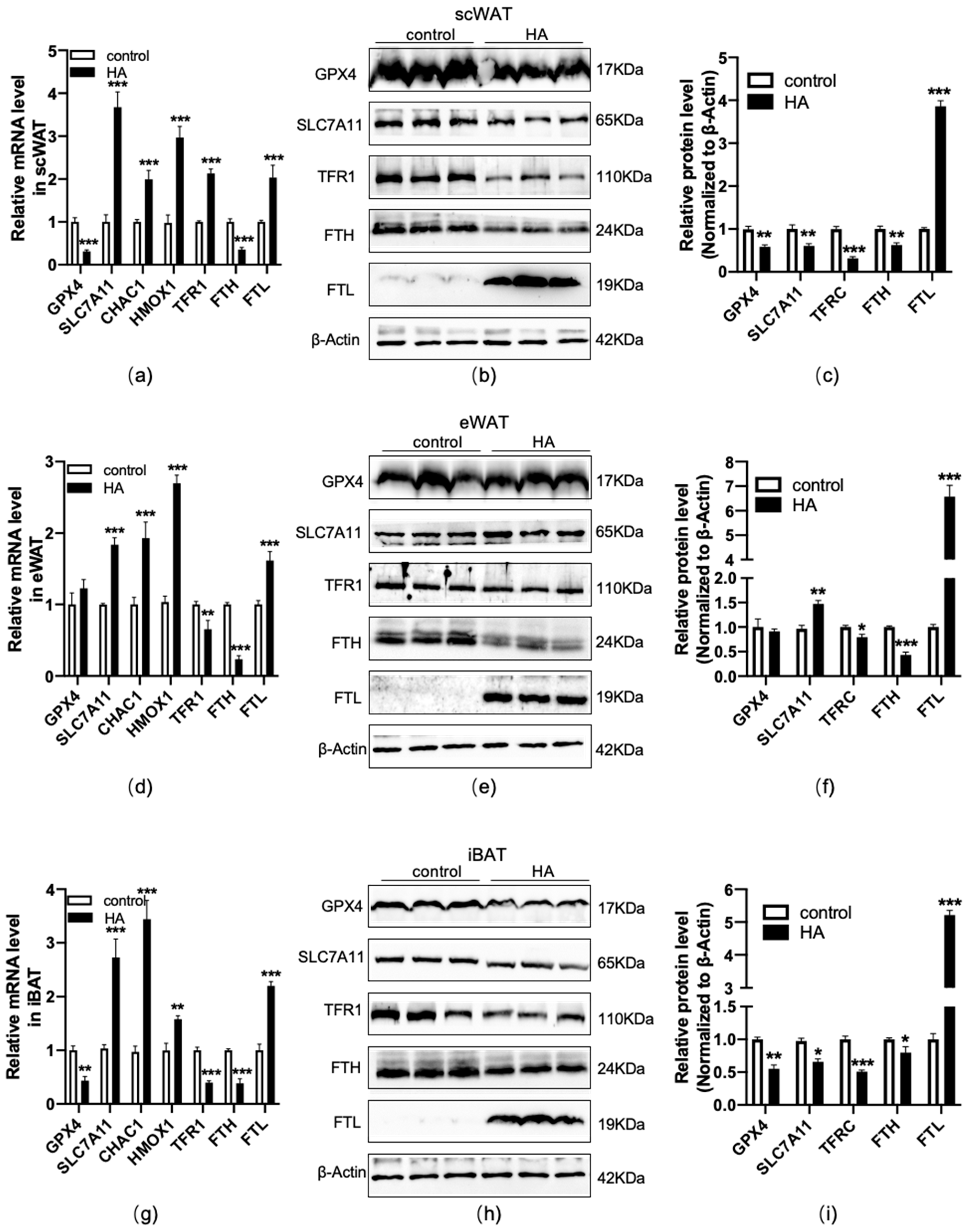 Antioxidants 11 02367 g006 Antioxidants 11 02367 g006