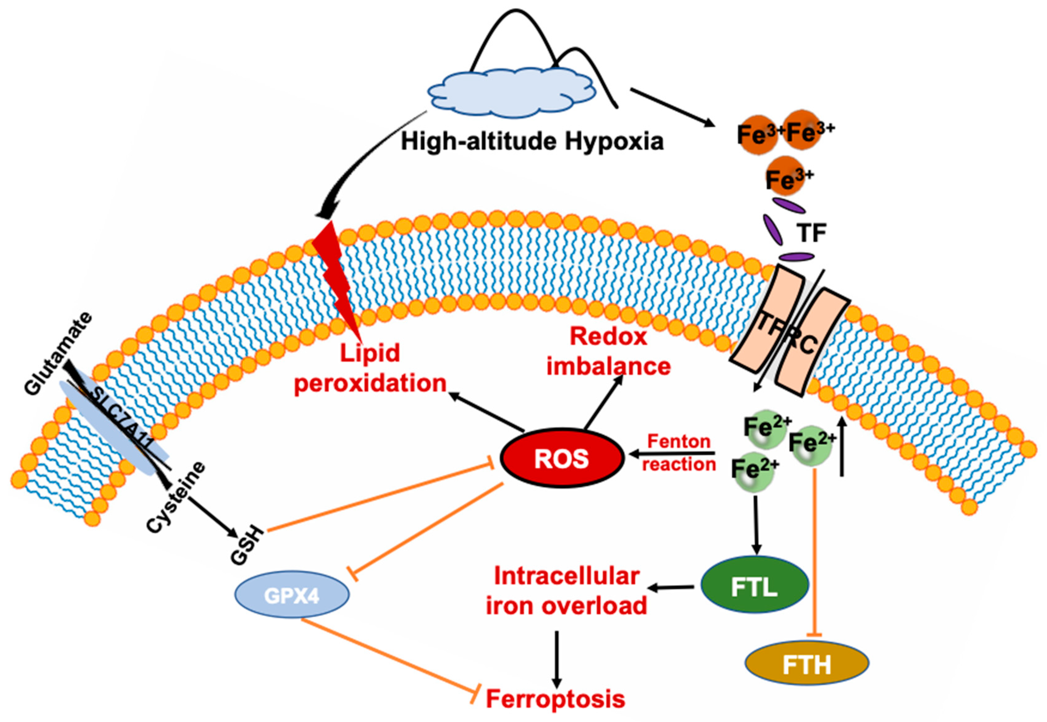 Antioxidants 11 02367 g007 Antioxidants 11 02367 g007