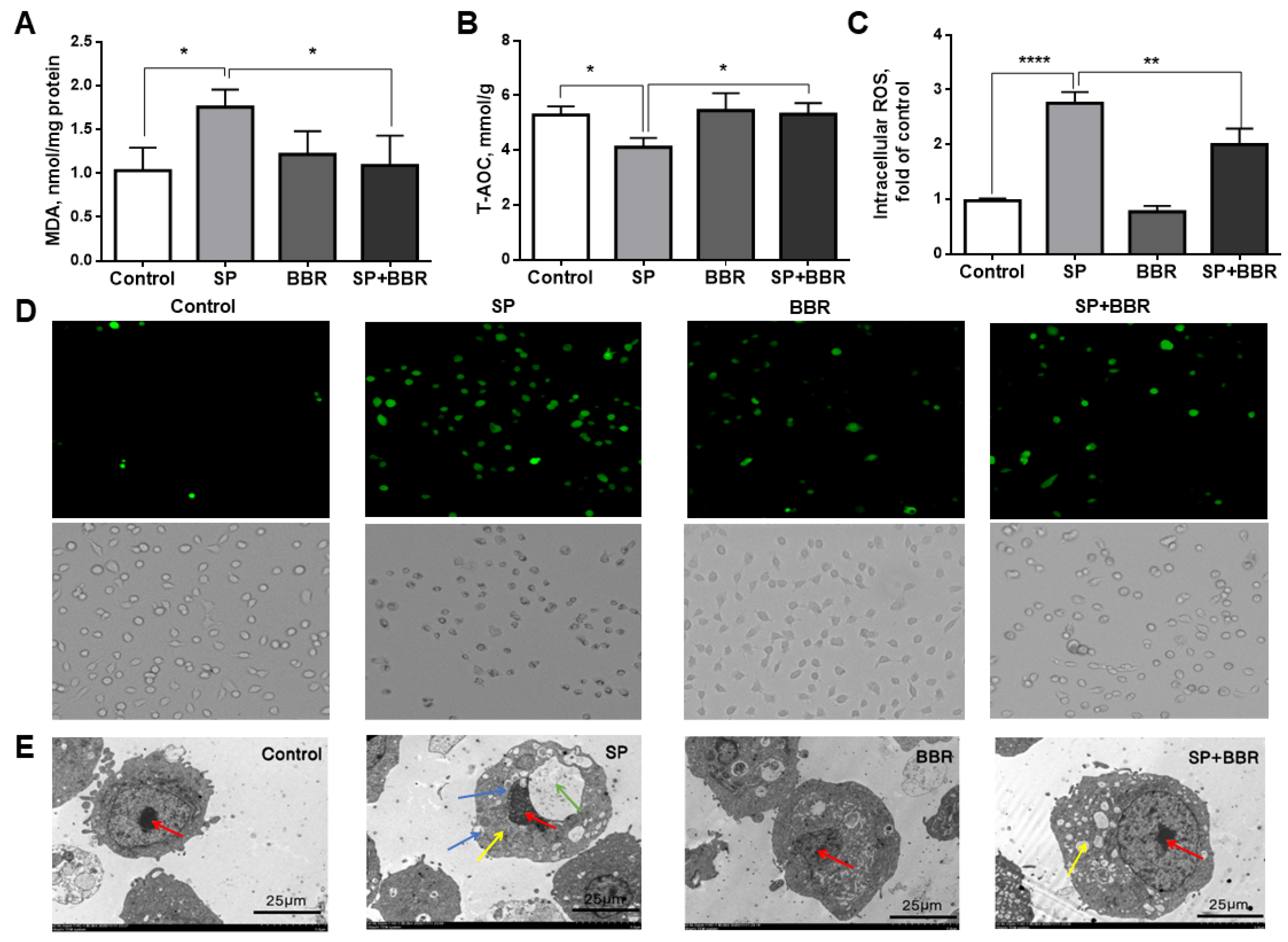 Antioxidants 11 02370 g001 Antioxidants 11 02370 g001