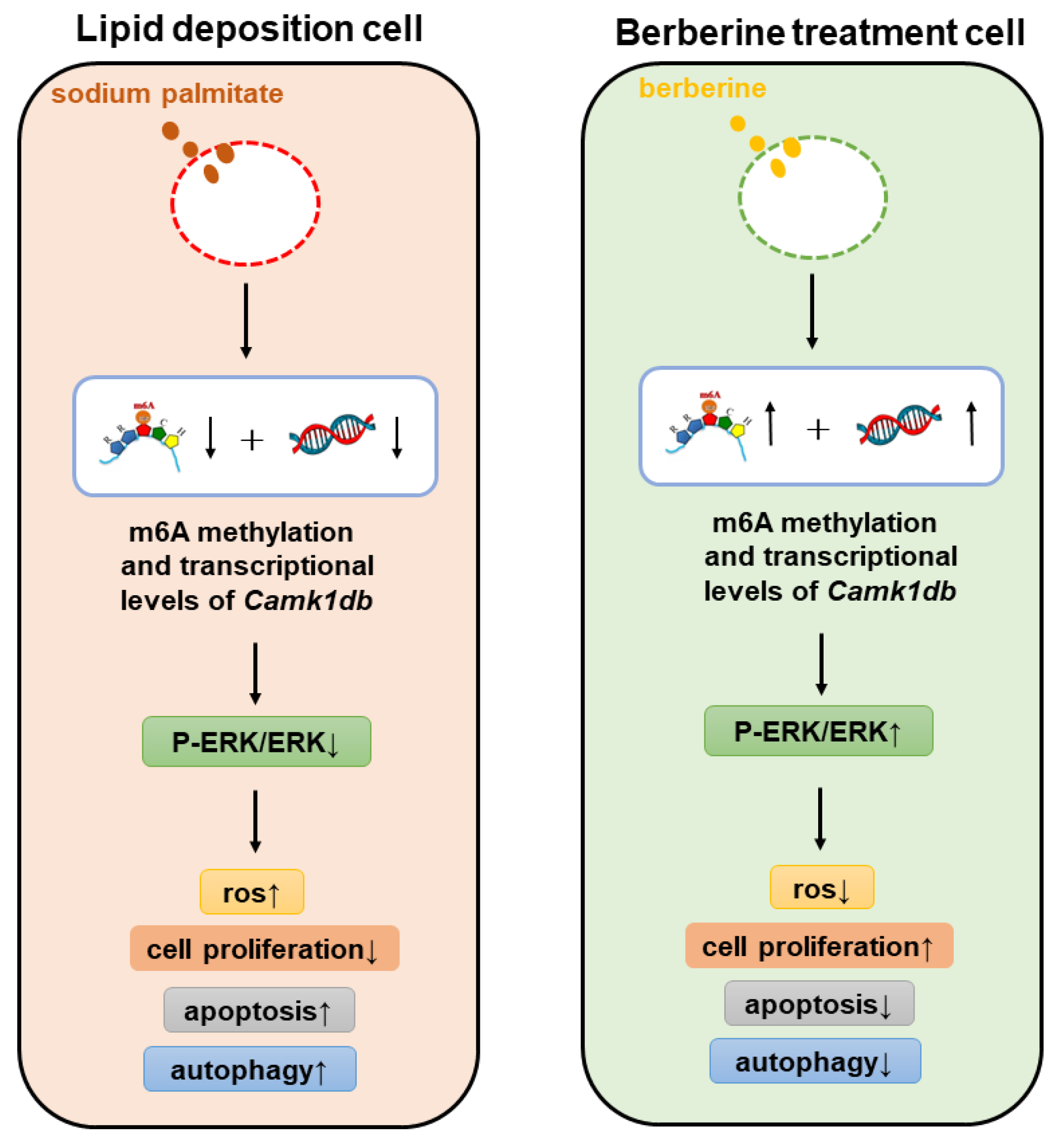 Antioxidants 11 02370 g008 Antioxidants 11 02370 g008
