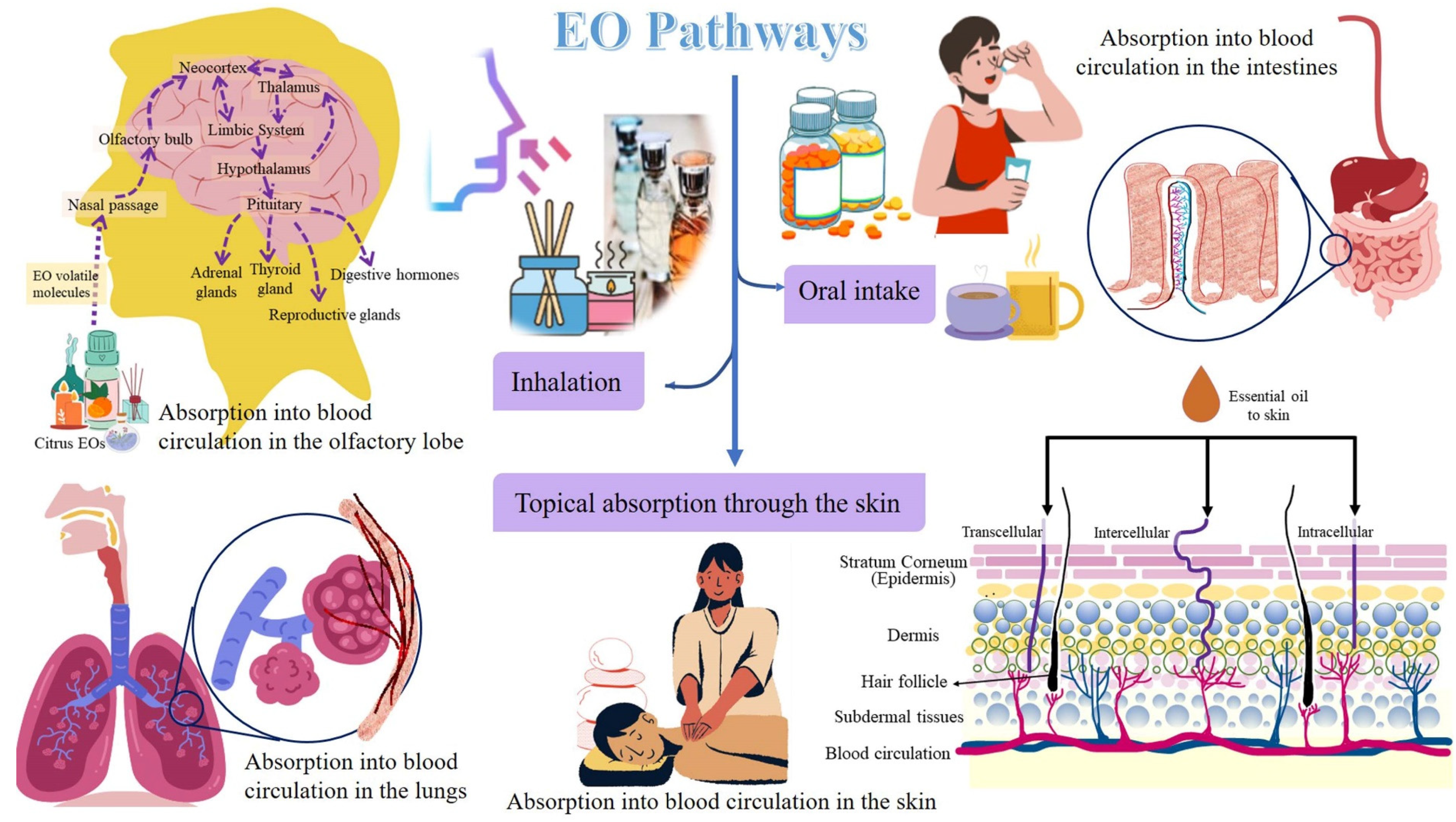 Antioxidants 11 02374 g002 Antioxidants 11 02374 g002