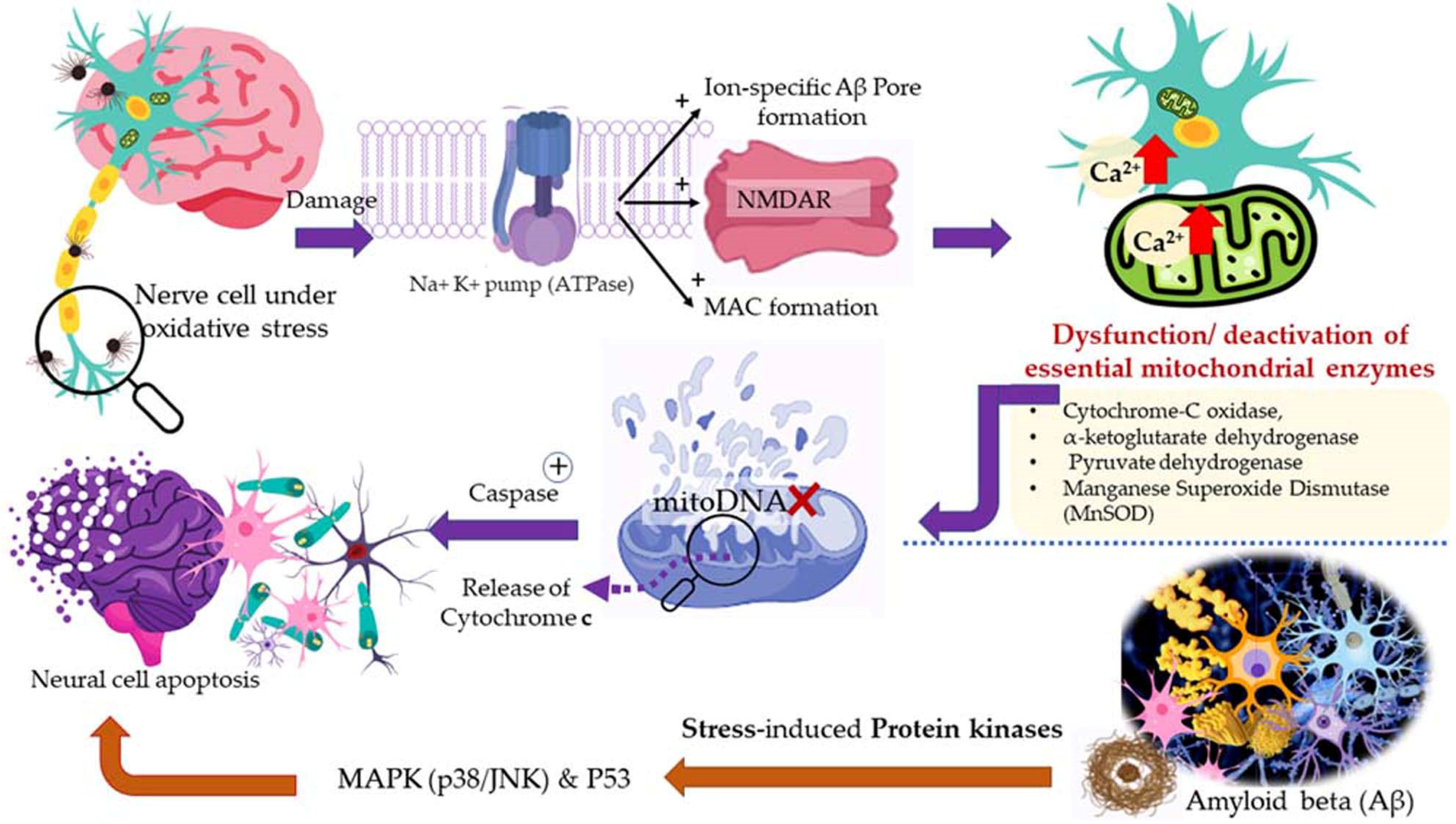 Antioxidants 11 02374 g008 Antioxidants 11 02374 g008