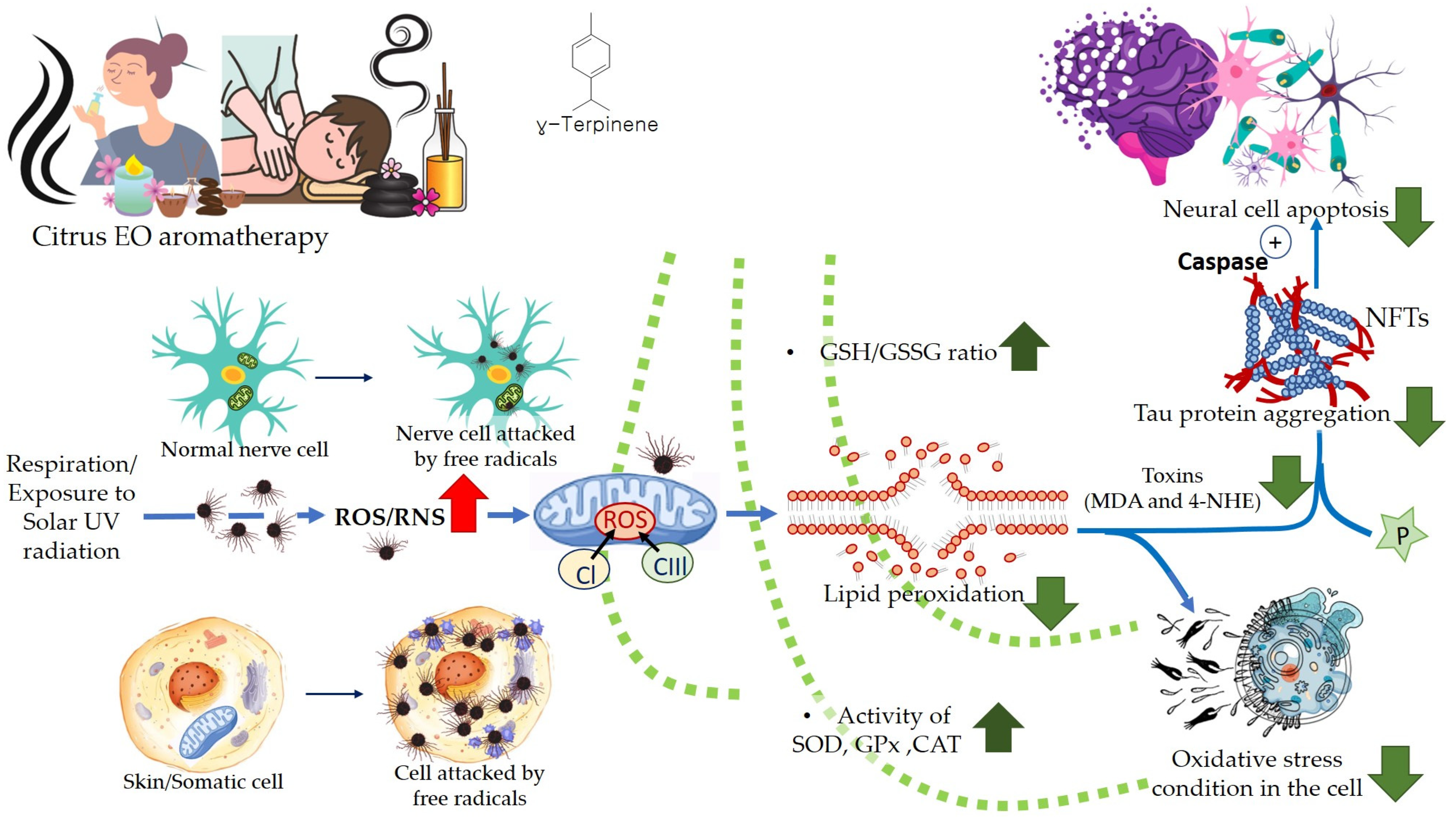 Antioxidants 11 02374 g009 Antioxidants 11 02374 g009