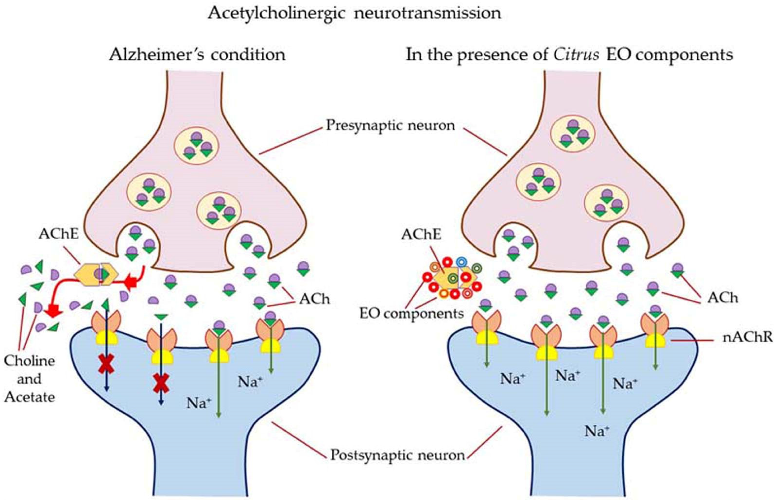 Antioxidants 11 02374 g013 Antioxidants 11 02374 g013