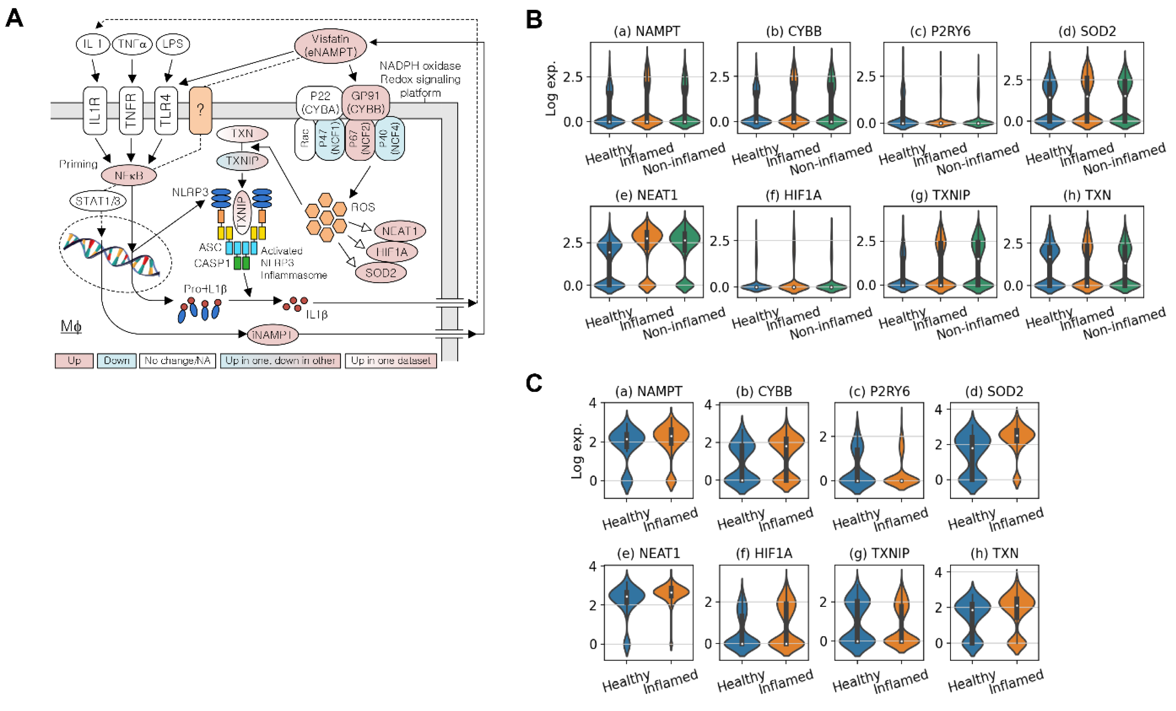 Antioxidants 11 02376 g001