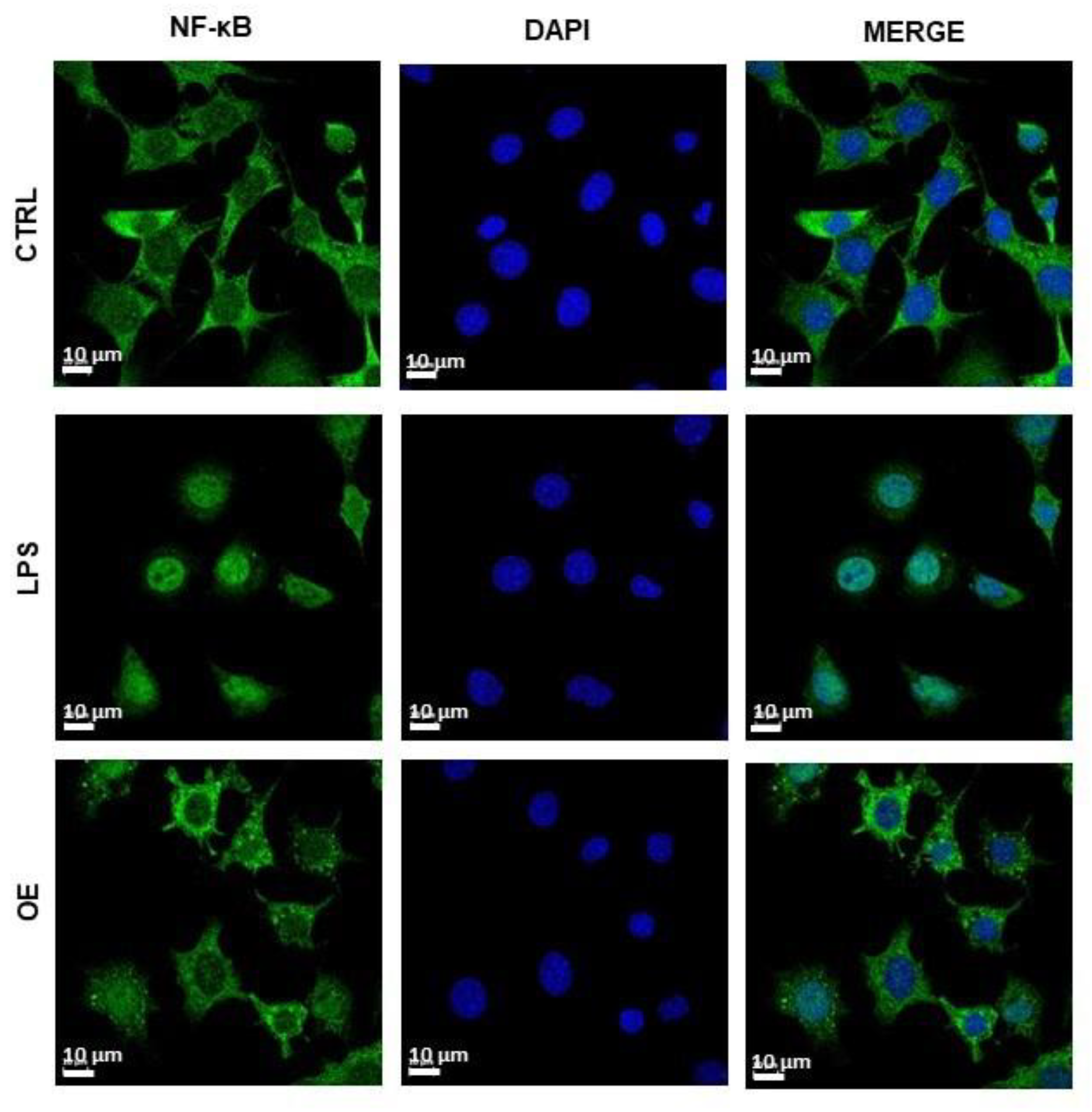 Antioxidants 11 02381 g003