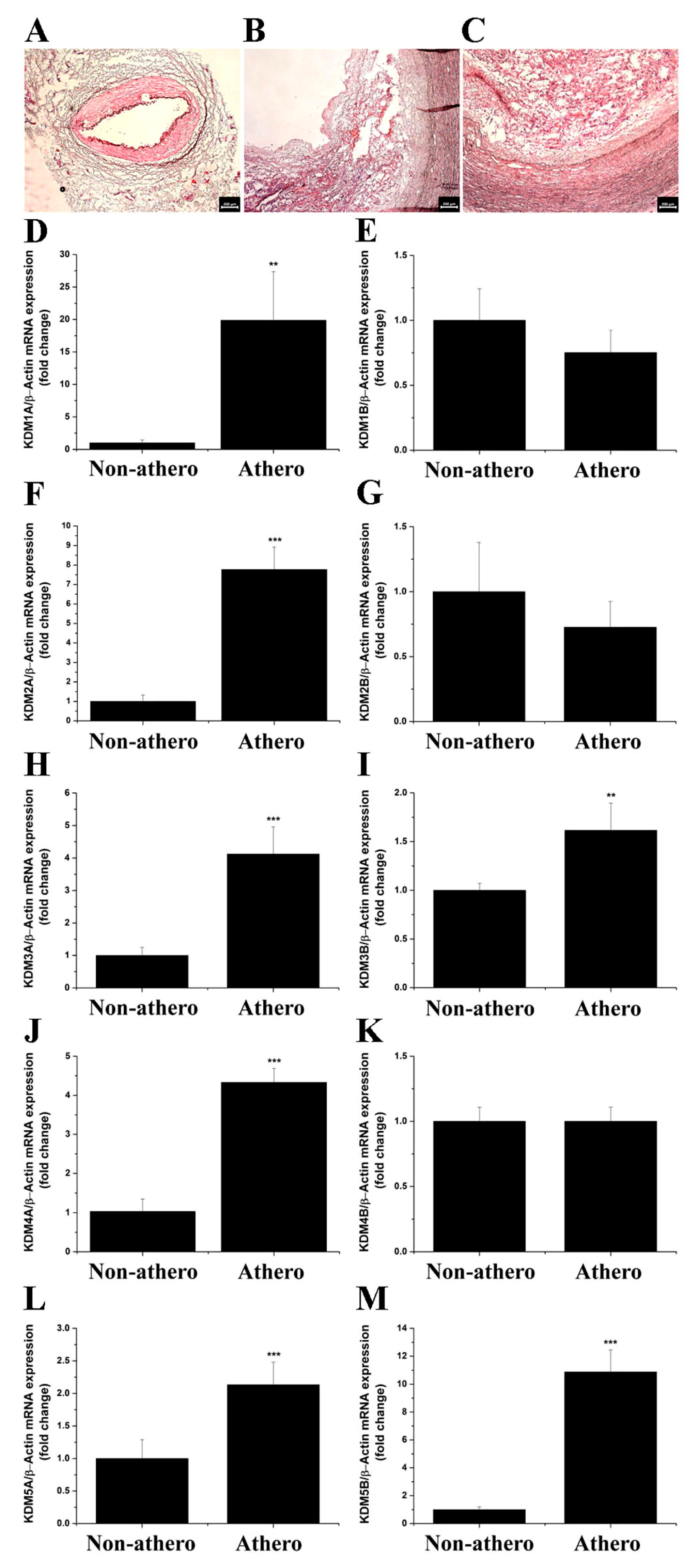 Antioxidants 11 02382 g001 Antioxidants 11 02382 g001