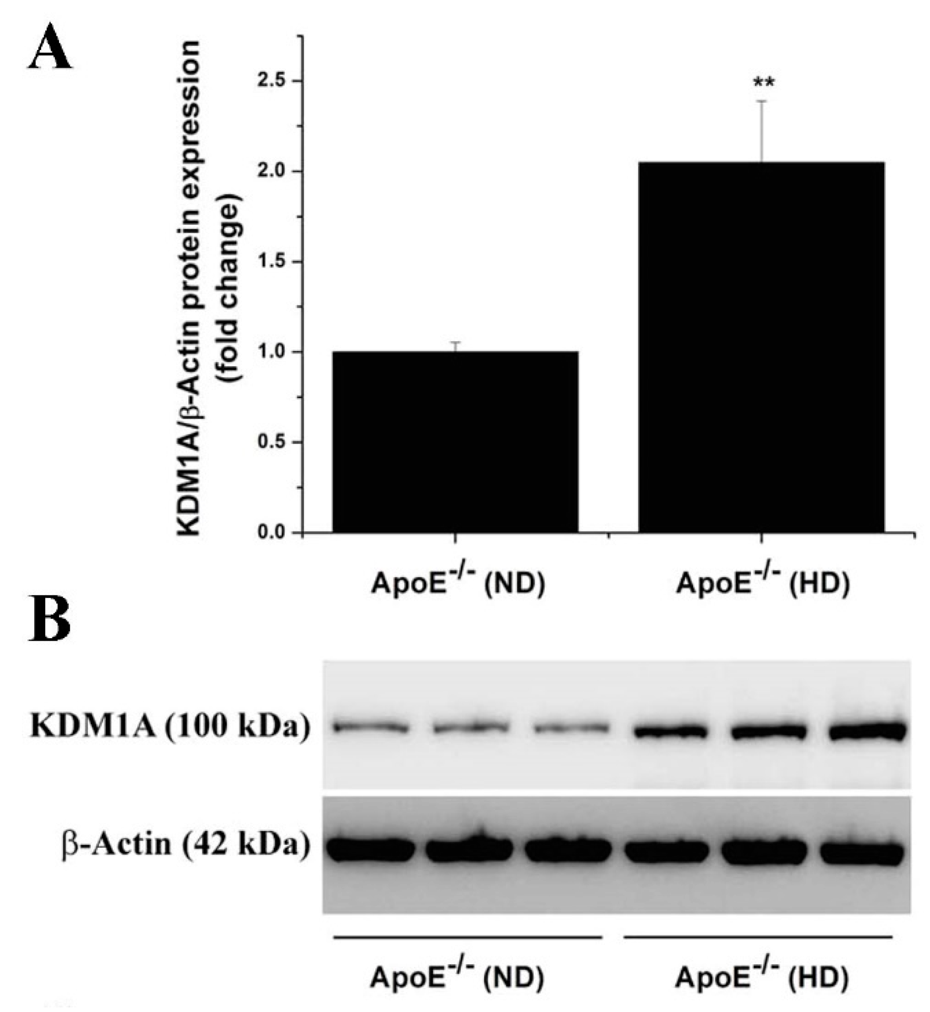 Antioxidants 11 02382 g004 Antioxidants 11 02382 g004