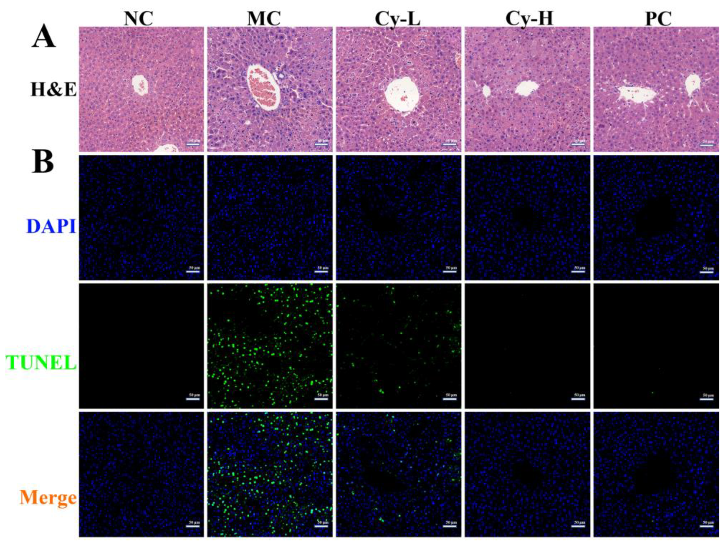 Antioxidants 11 02383 g002 Antioxidants 11 02383 g002